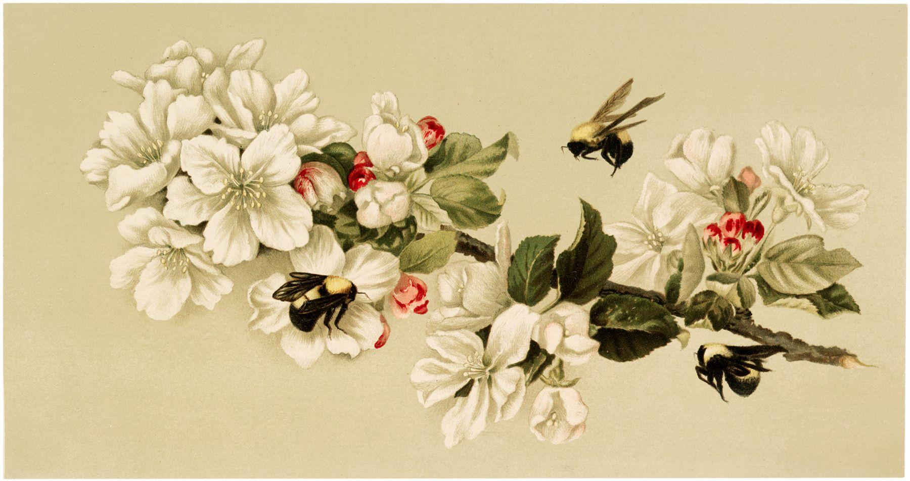 Vintage Bee Wallpapers - Top Free Vintage Bee Backgrounds - WallpaperAccess