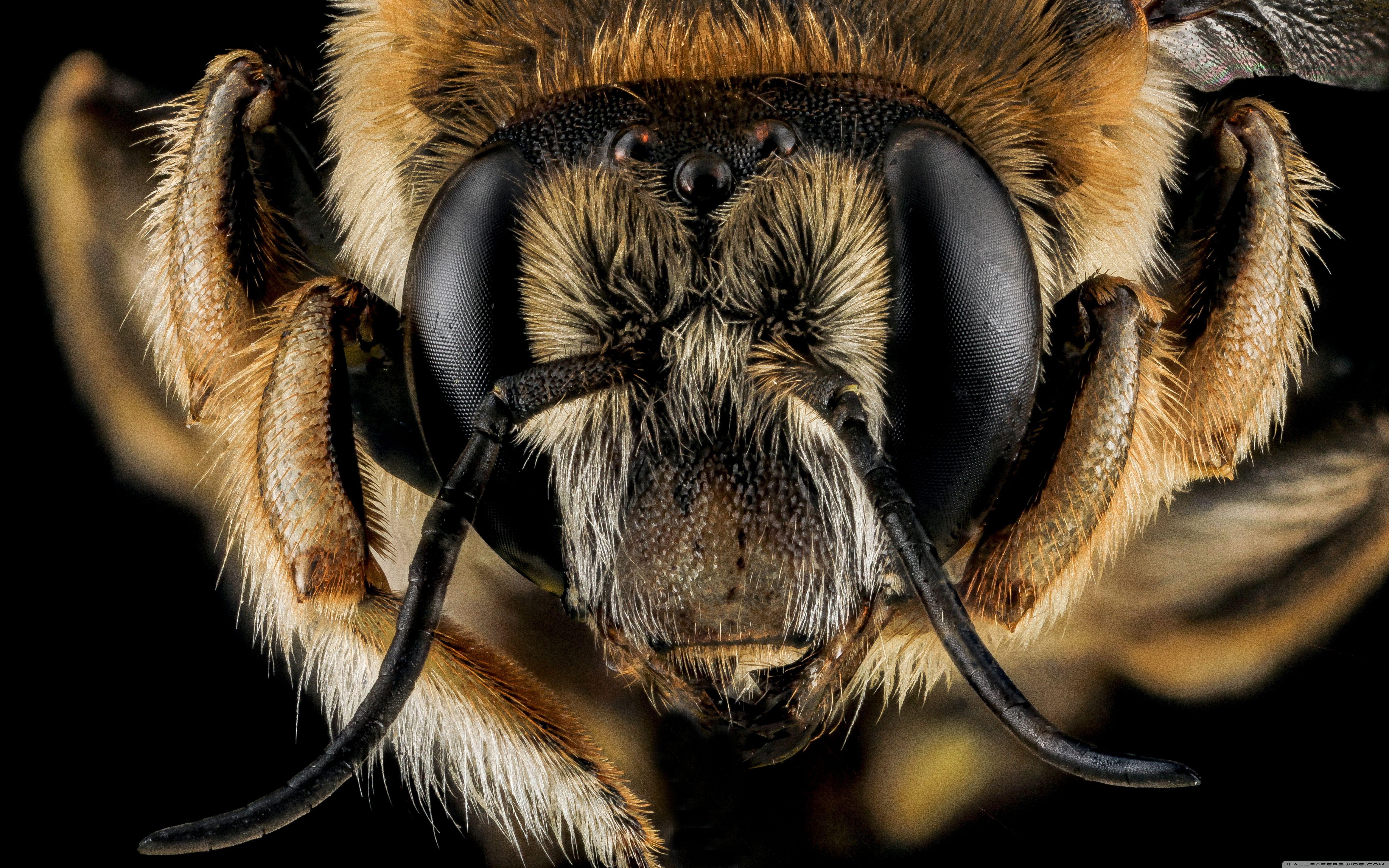 5120x3200 Anthidium Manicatum Bee Macro Photography Ultra HD Desktop Background Wallpaper for 4K UHD TV : Widescreen & UltraWide Desktop & Laptop : Tablet