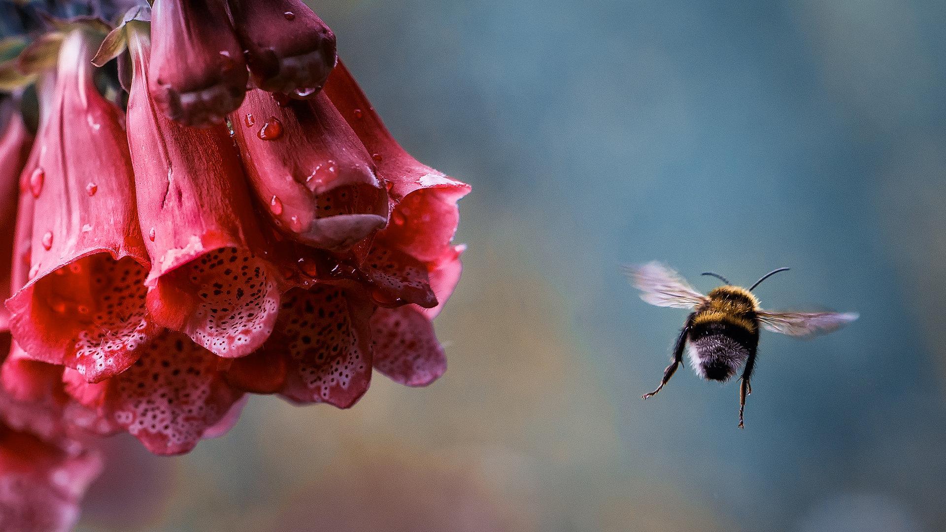 Bee Desktop Wallpapers Top Free Bee Desktop Backgrounds Wallpaperaccess 0704