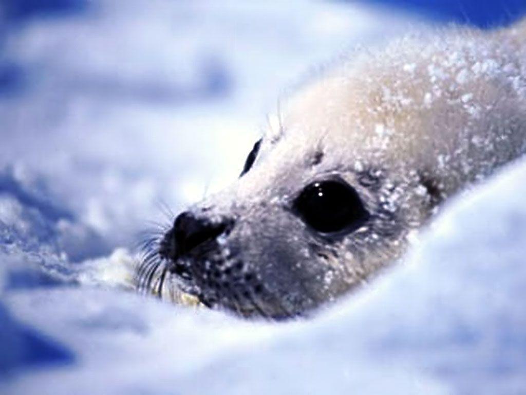 1024x768 Seal Wallpaper Seal Water Photo Gallery