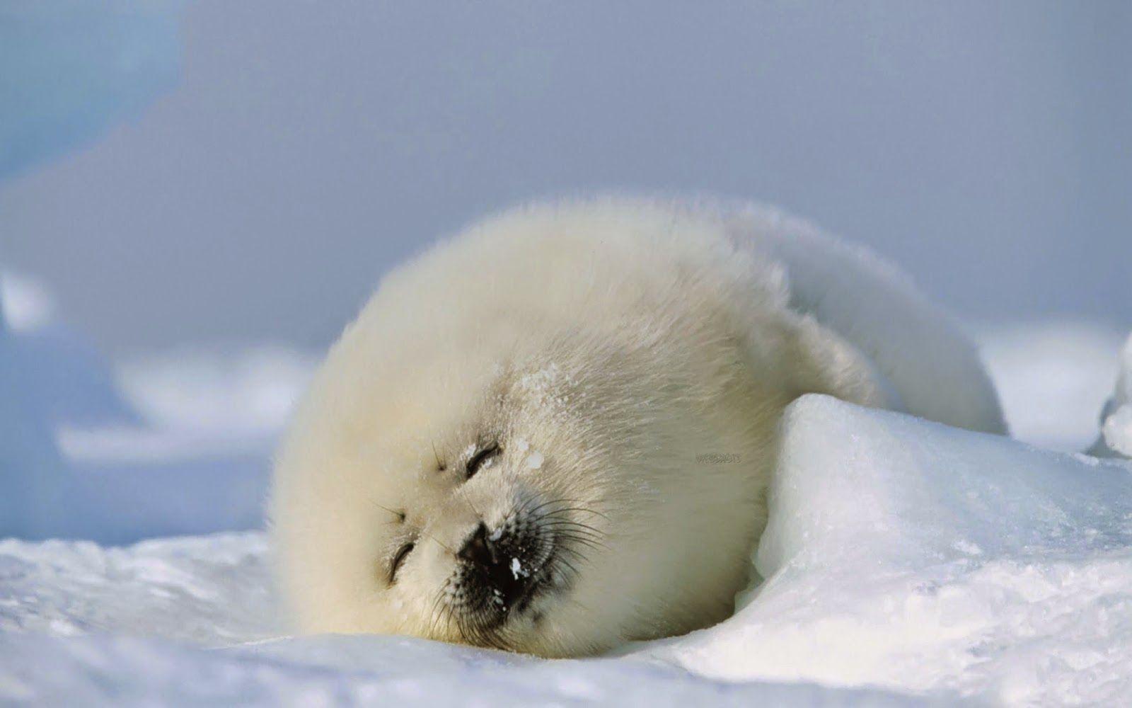 Japanese White Baby Seal Wallpapers - Top Free Japanese White Baby Seal ...