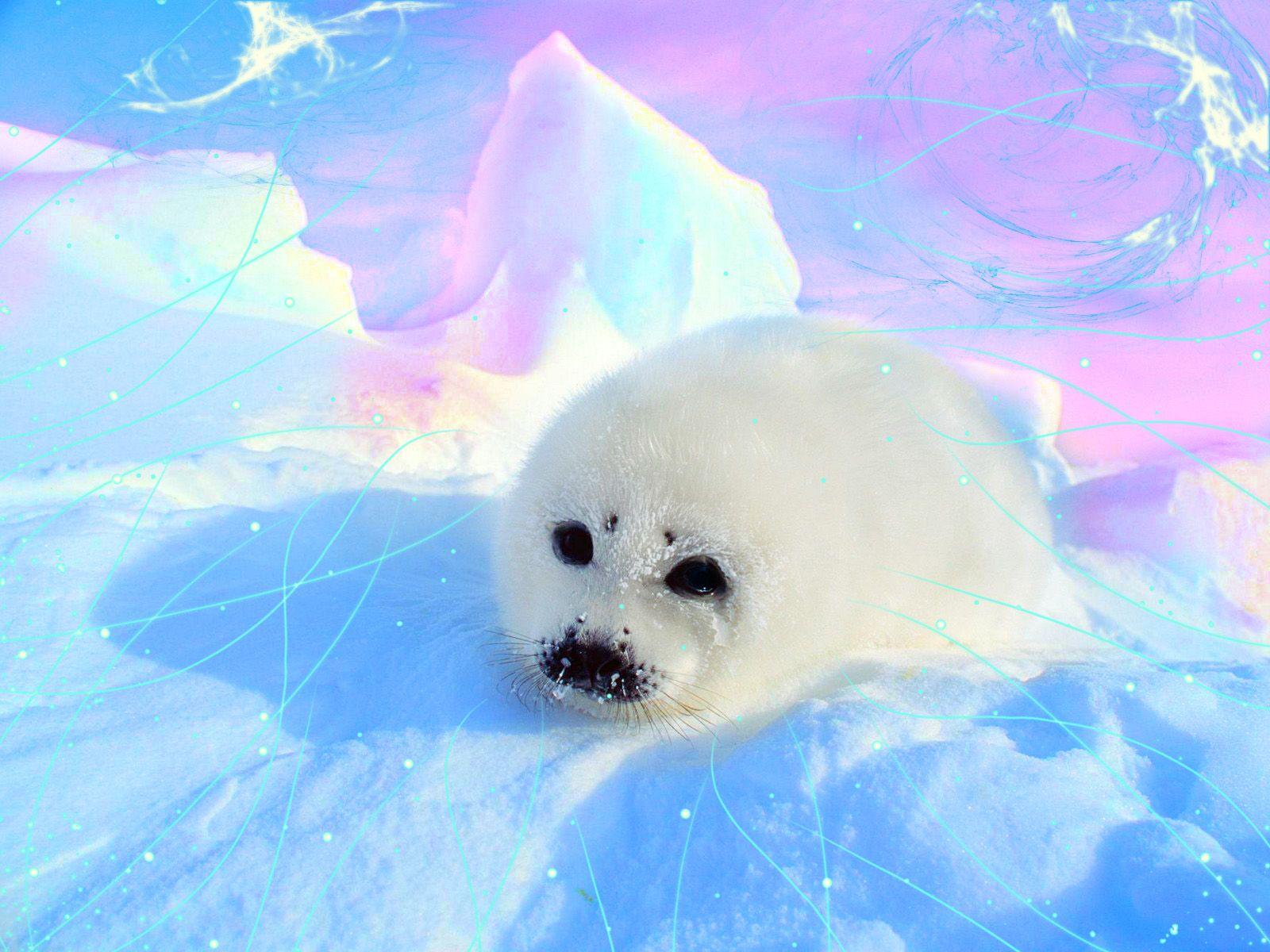 1600x1200 Seal