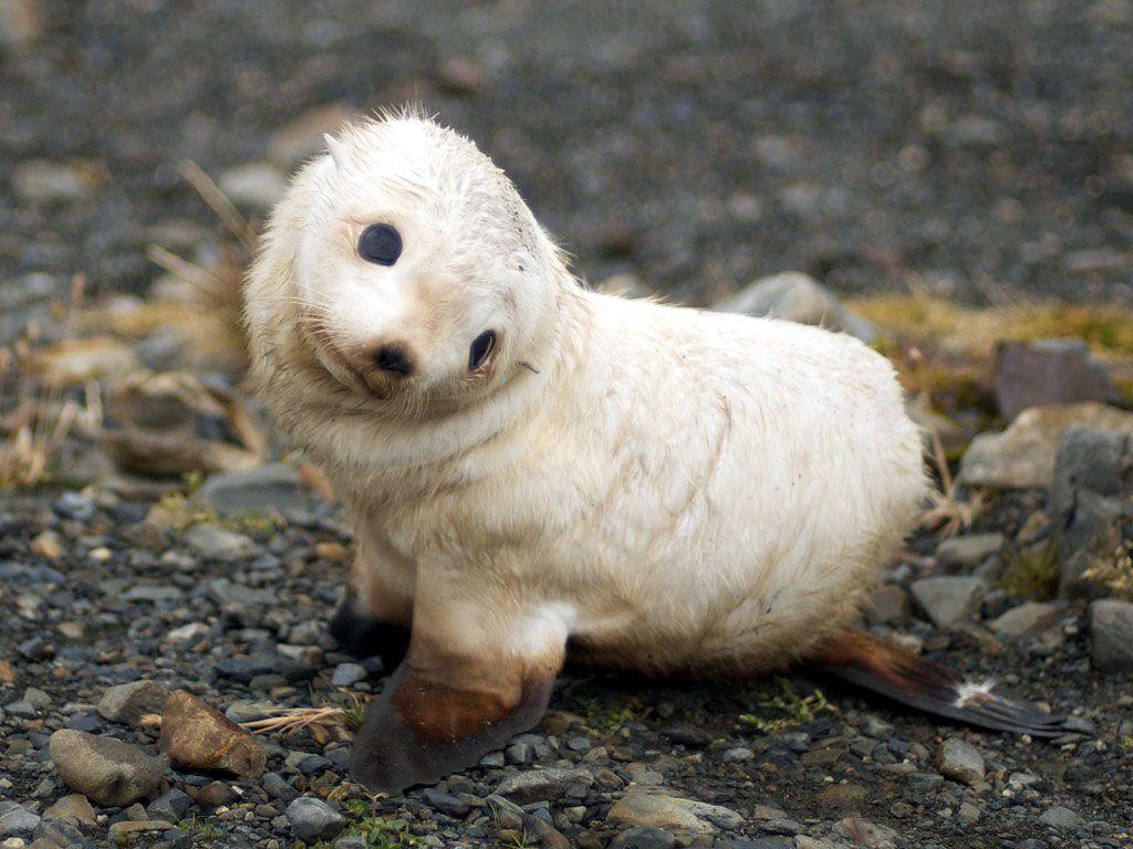 1024x768 Seal Wallpaper Seal Water Photo Gallery