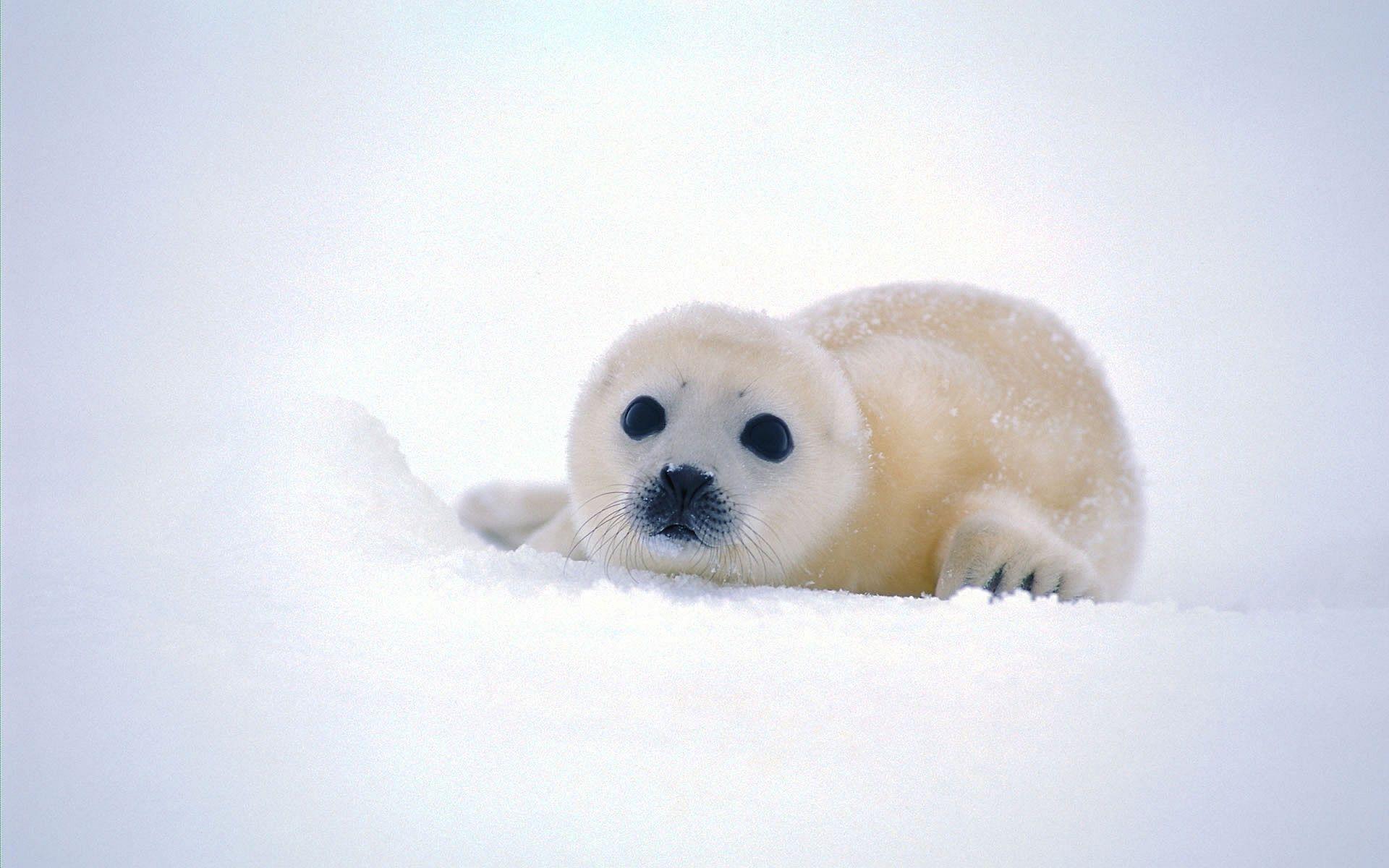 1920x1200 Cute Baby Seal