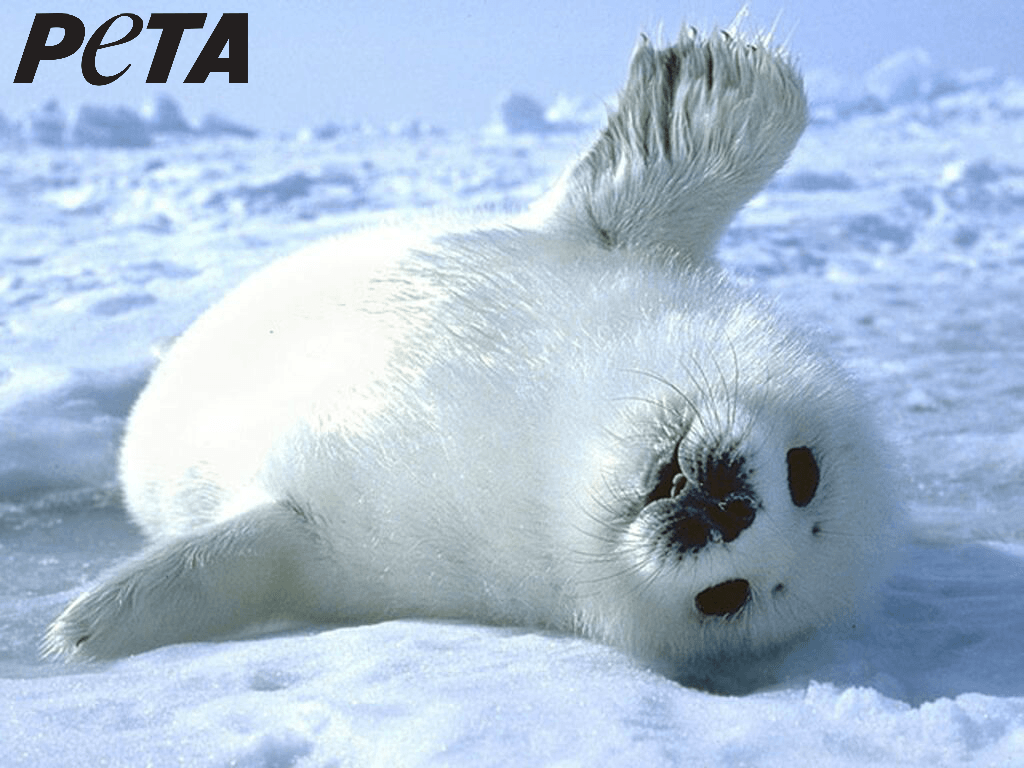 1024x768 The Business of Seal Clubbing