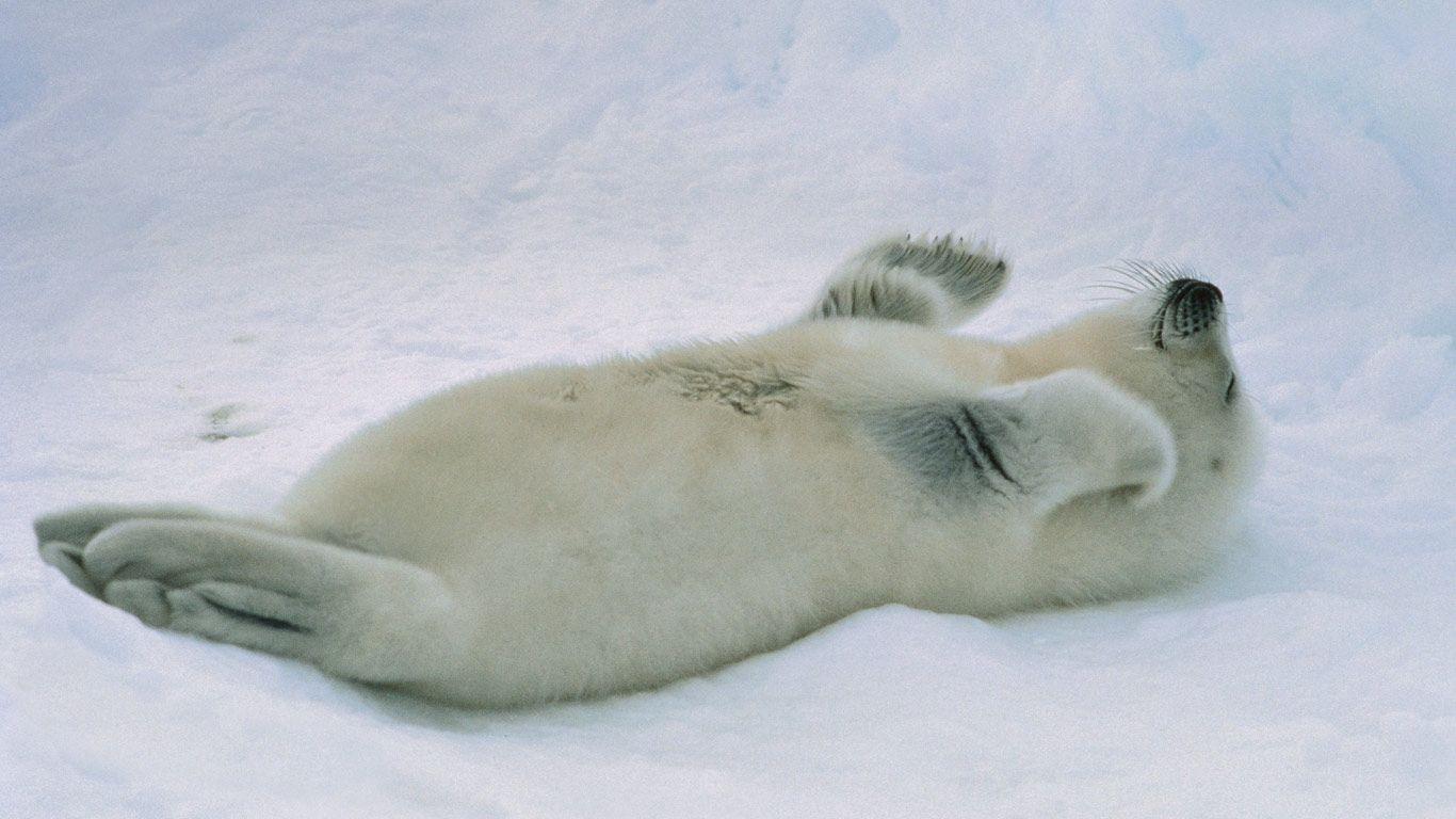 1366x768 Bing Image Archive: ｢タテゴトアザラシの赤ちゃん｣カナダ, セント