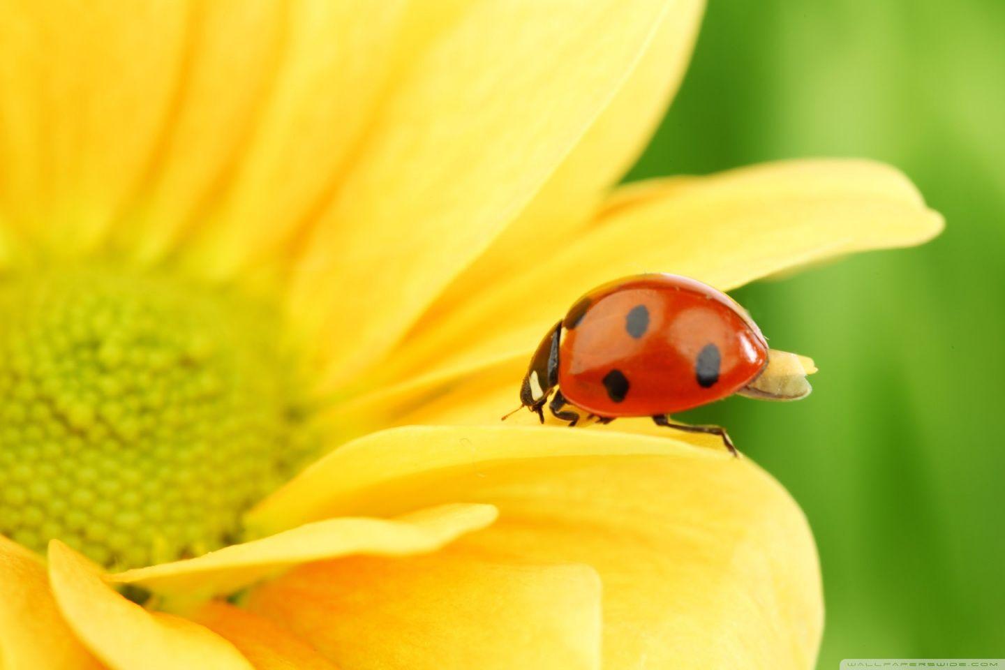 1440x960 Ladybug On Yellow Flower, Macro ❤ 4K HD Desktop Wallpaper for 4K