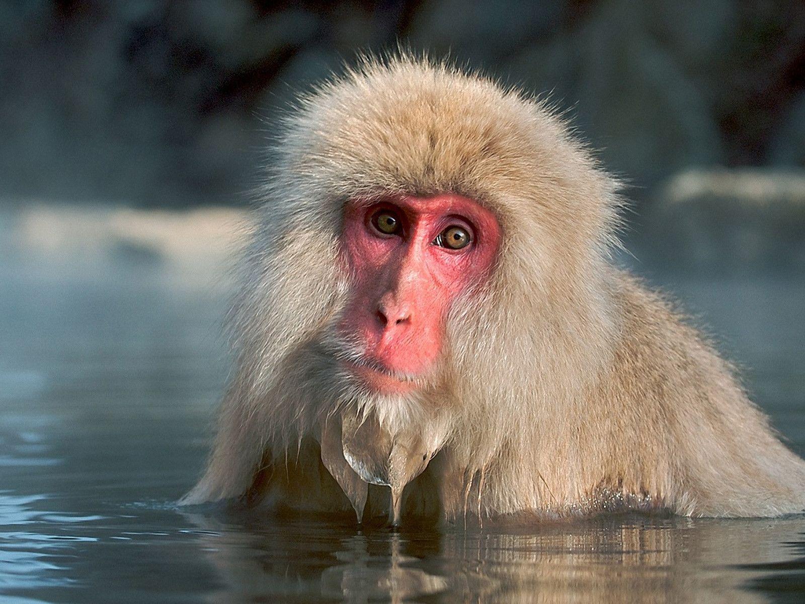 1600x1200 animals monkeys snow monkey japanese macaque 1600x1200 wallpaper