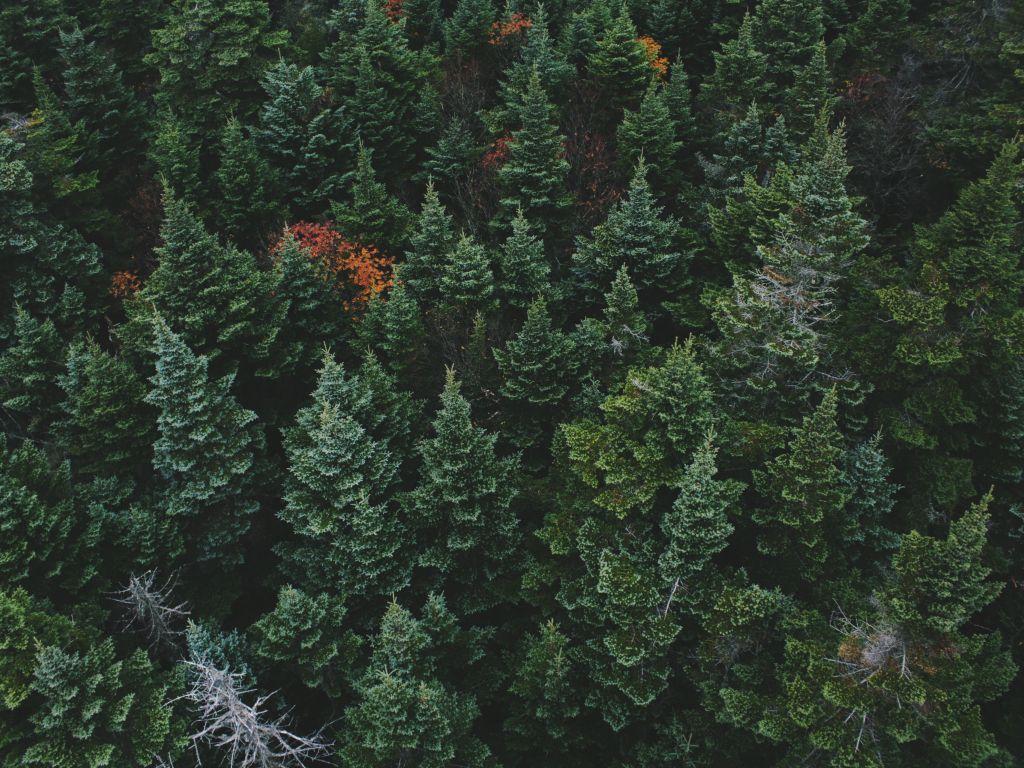 1024x768 Desktop wallpaper drone shot, forest, green trees, nature, HD image, picture, background, 431c8f