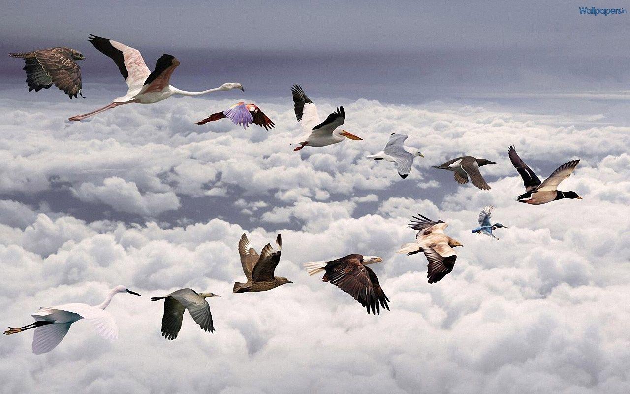1280x800 Animal Wallpaper In HD