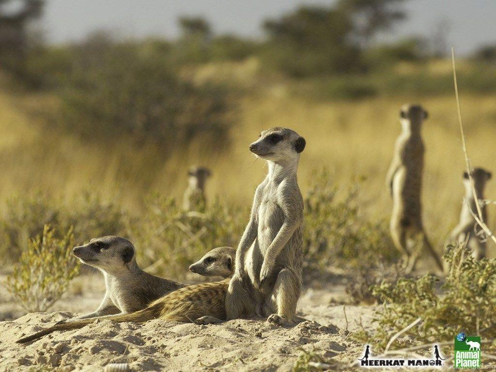 1024x768 Animal Planet Meerkats Wallpaper Download Meerkats_06 Desktop Background