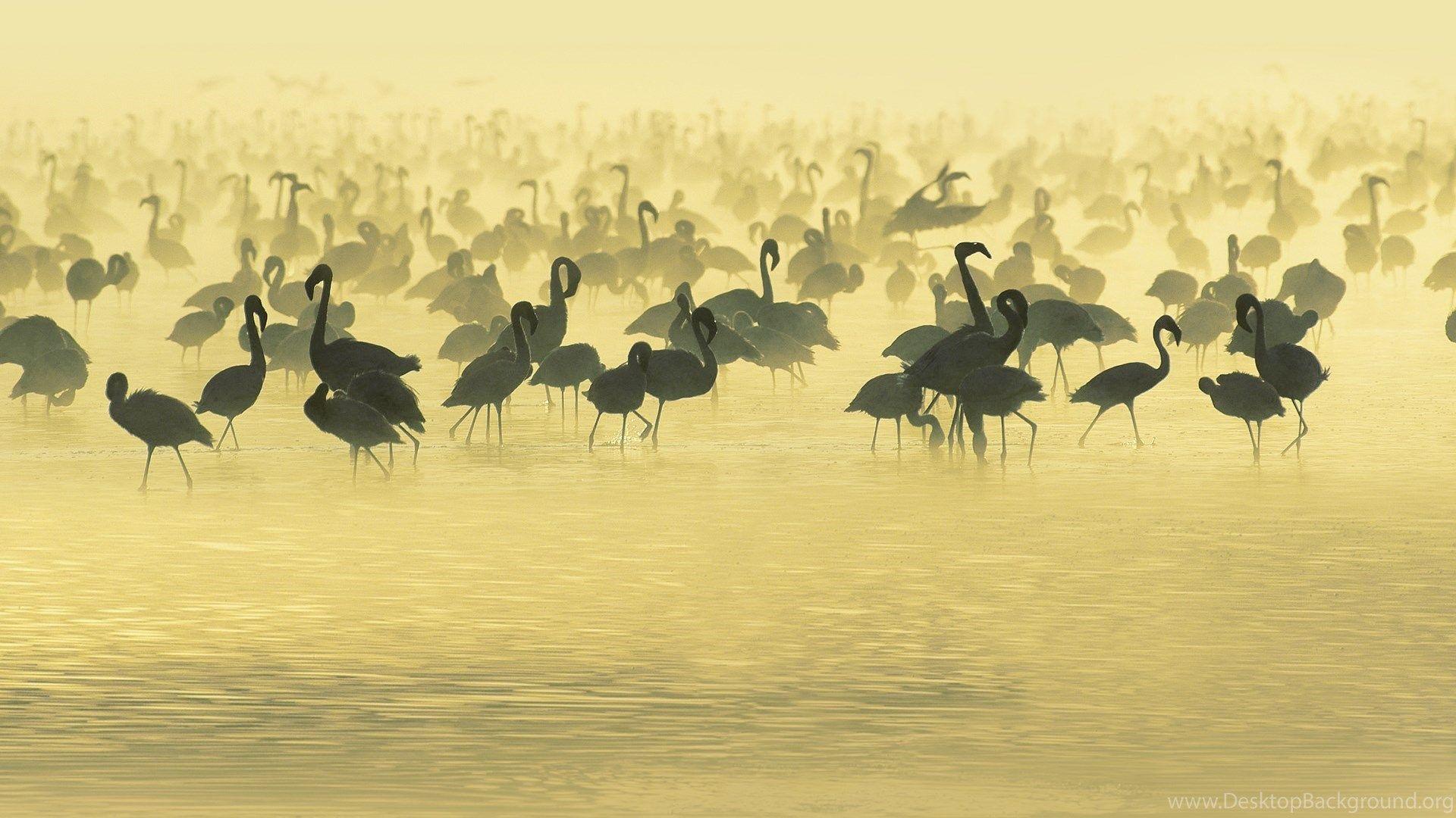 1920x1080 Animal Planet, Picture, Deer, Animal Photography, Wild, Hd, Wallpaper Desktop Background