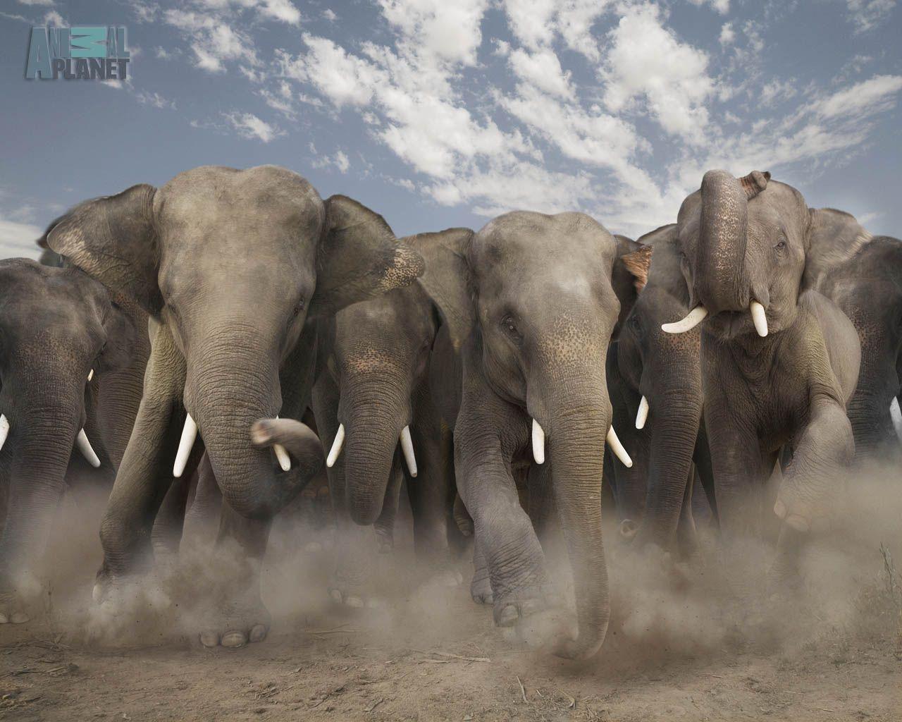 1280x1024 Free download Animal Planet Wallpaper Download elephan [1280x1024] for your Desktop, Mobile & Tablet. Explore Animal Planet Wallpaper. Animal Wallpaper, Cool Animal HD Wallpaper, Animals Wallpaper for Desktop