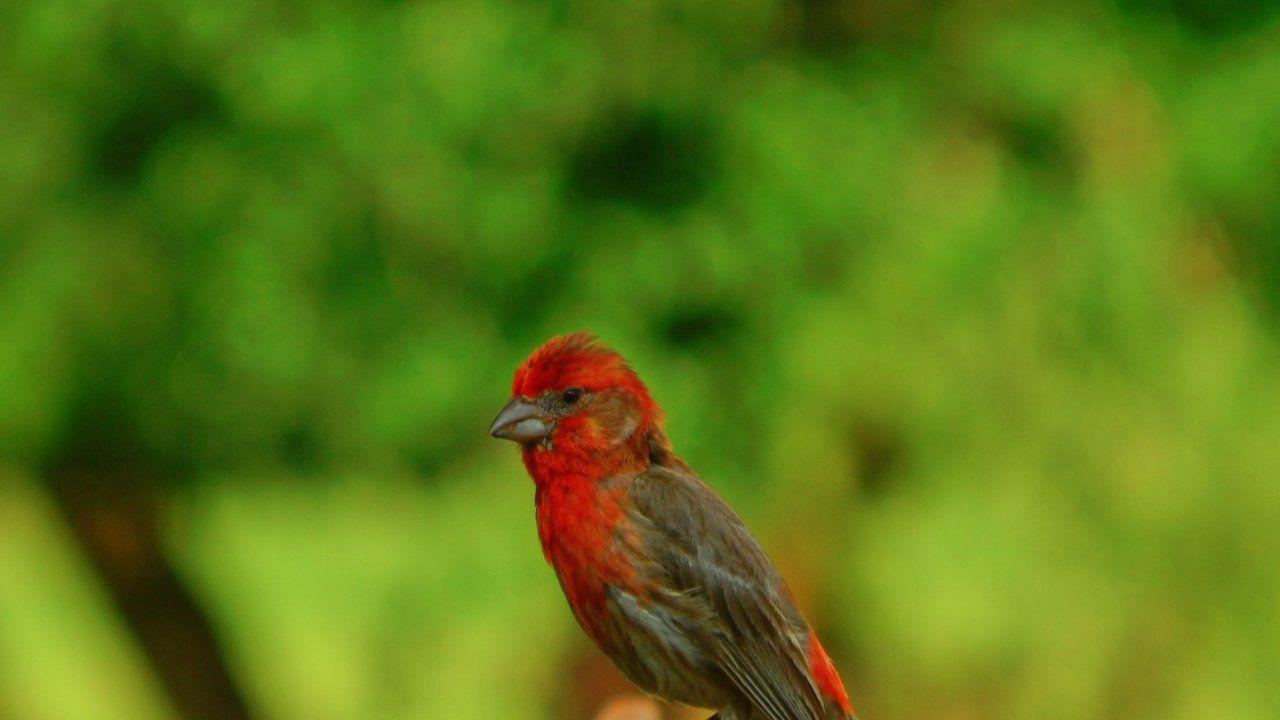 1280x720 Wild Animal Wallpaper, Animal Planet, Desktop Image, Cute Animals, Animal World, HD Animal Wallpaper, Large Animal Photo, , 2500x1875