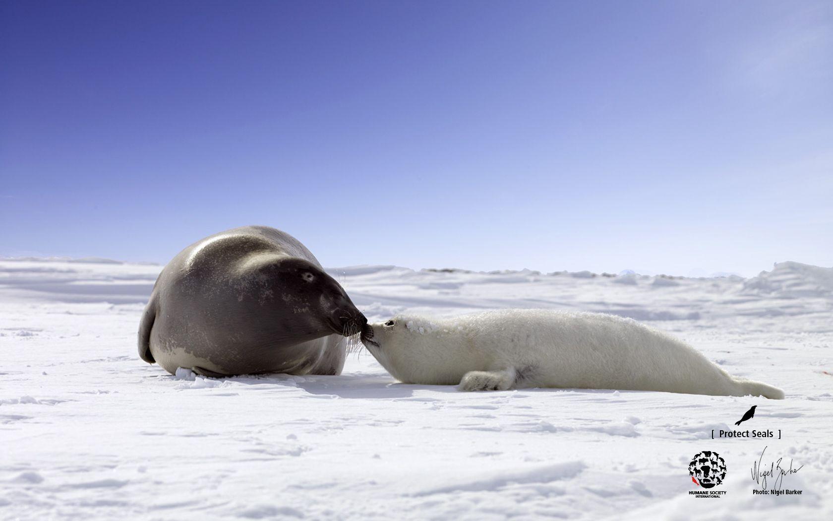 1680x1050 Seal Wallpaper by Nigel Barker : Humane Society International