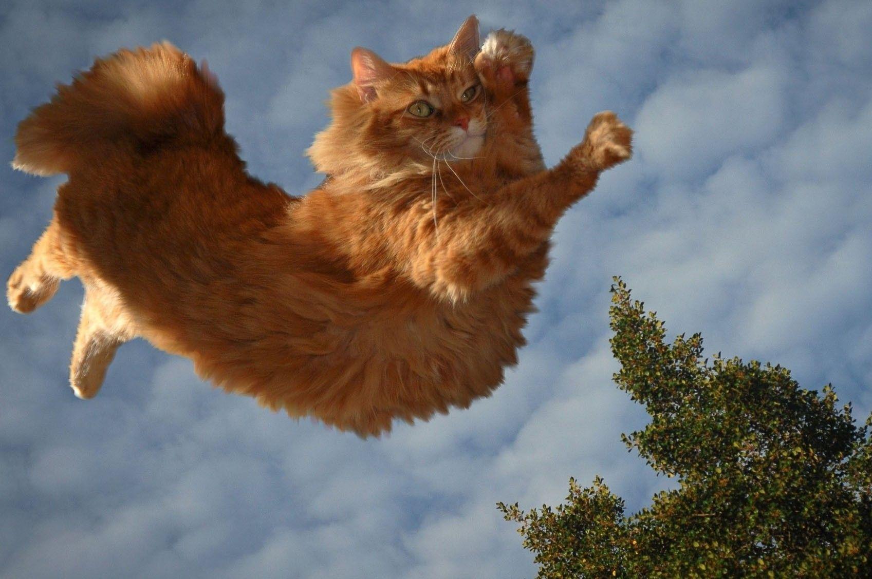 Animal Wallpapers Top Free Animal Backgrounds WallpaperAccess