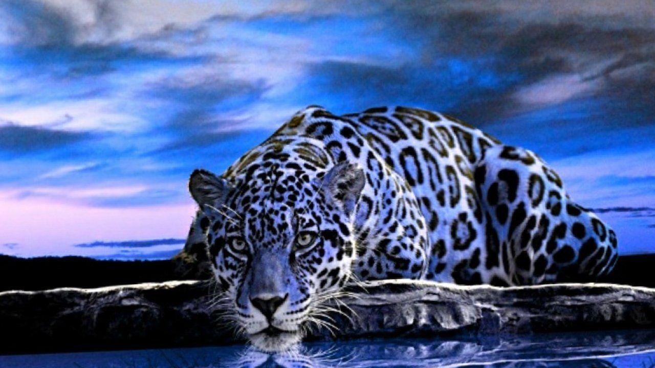 1280x720 Free download Animal Wallpaper Animal Kingdom Animal Planet Wallpaper [1280x720] for your Desktop, Mobile & Tablet. Explore Free Wallpaper Animals. Cute Animal Wallpaper for Desktop, Animal Wallpaper for Desktop