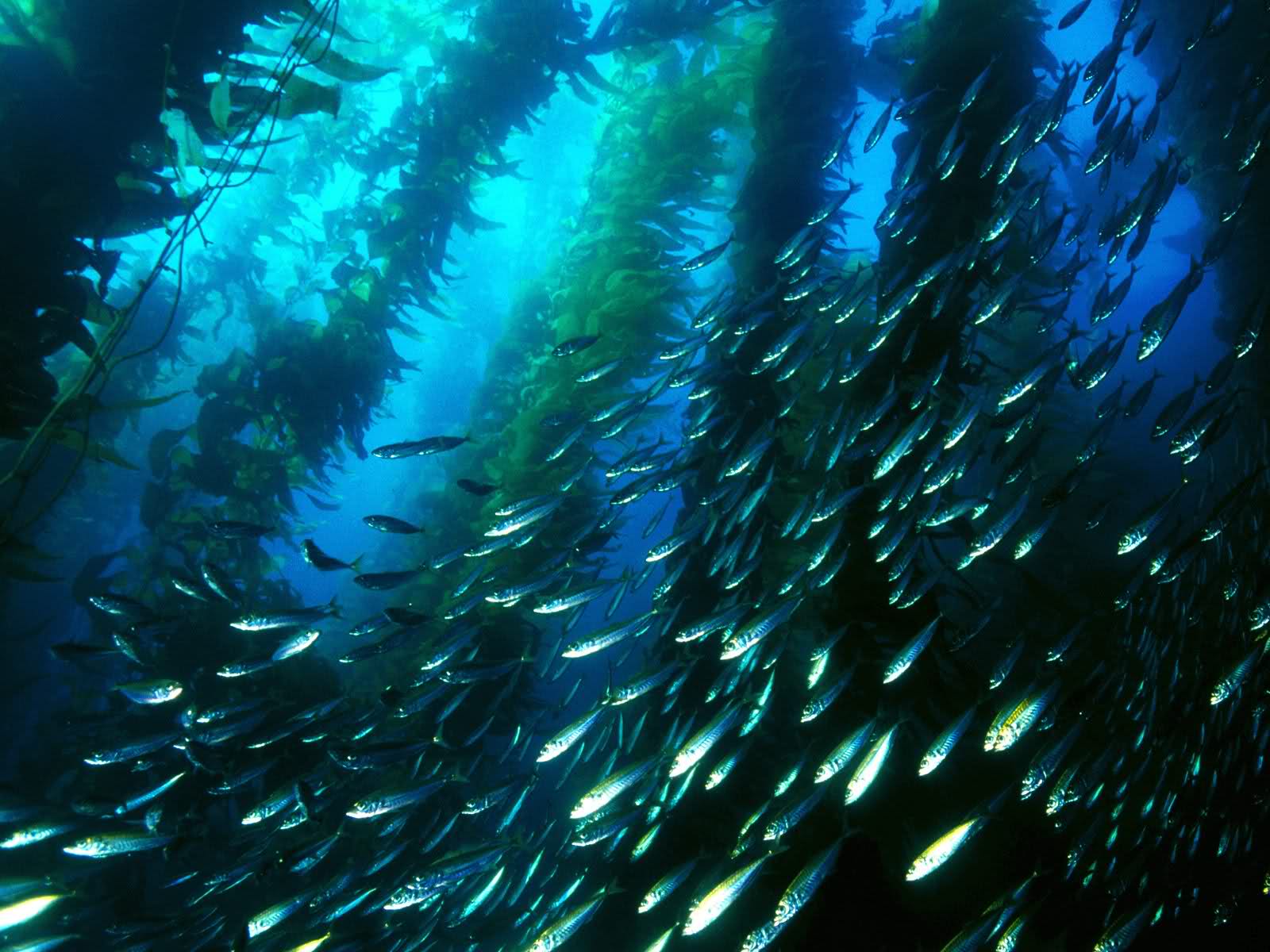 1600x1200 Seaweed Wallpaper. Wallpaper Seaweed Soup, Seaweed Wallpaper and Seaweed Background