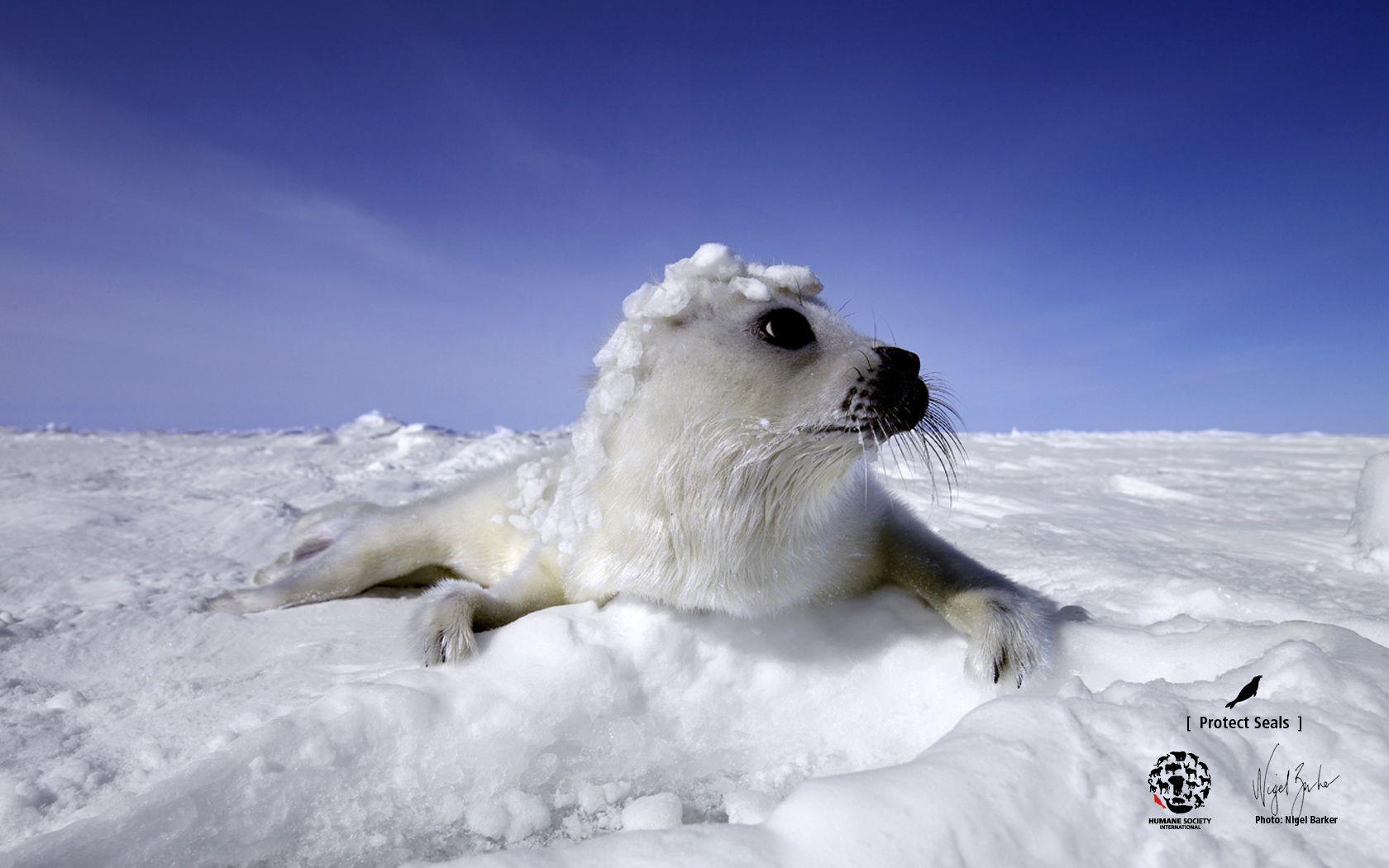 Ice animals. Белек тюлень. Антарктида животные тюлень Белек. Ластоногие Арктики. Нерпа в Арктике.