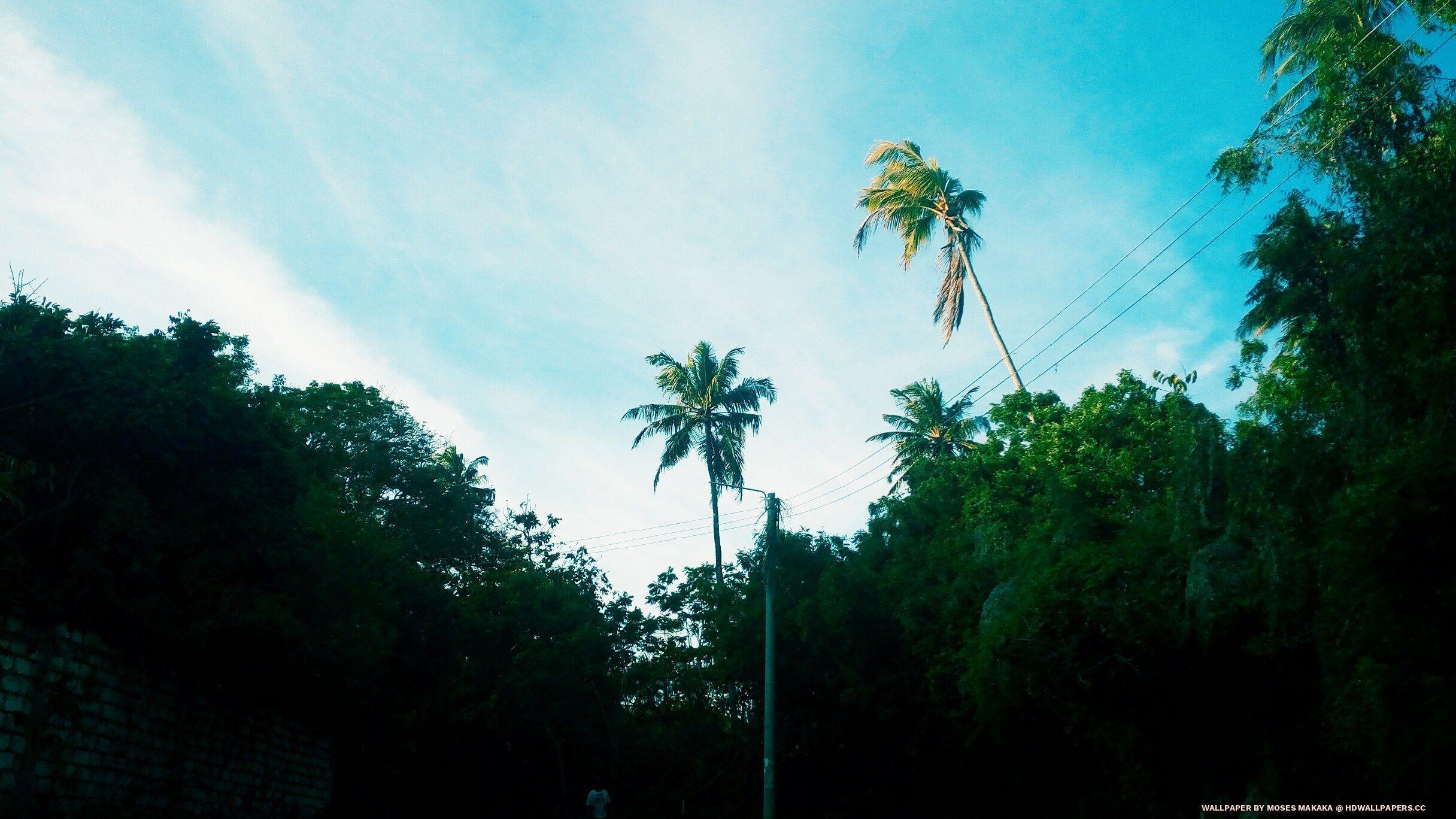 2432x1368 Tropical Trees