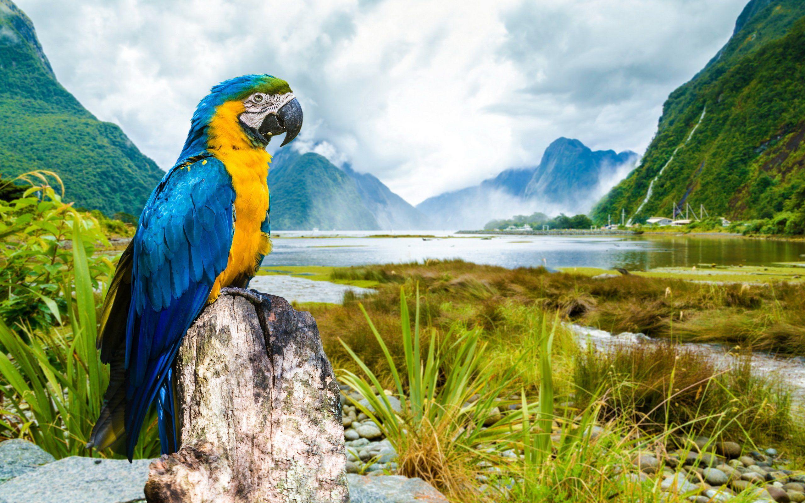 2560x1600 macaw, Parrot, Landscape, Tropical, Lake, River Wallpaper HD / Desktop and Mobile Background