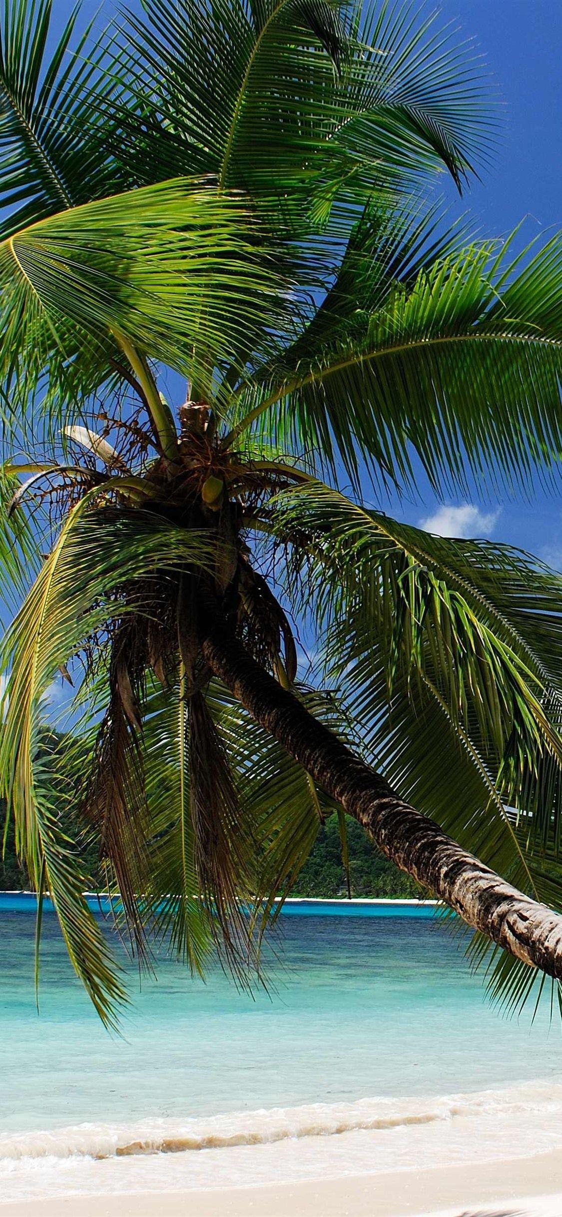 1125x2436 Tropical, Sea, Beach, Palm Trees 1125x2436 IPhone 11 Pro XS X Wallpaper, Background, Picture, Image