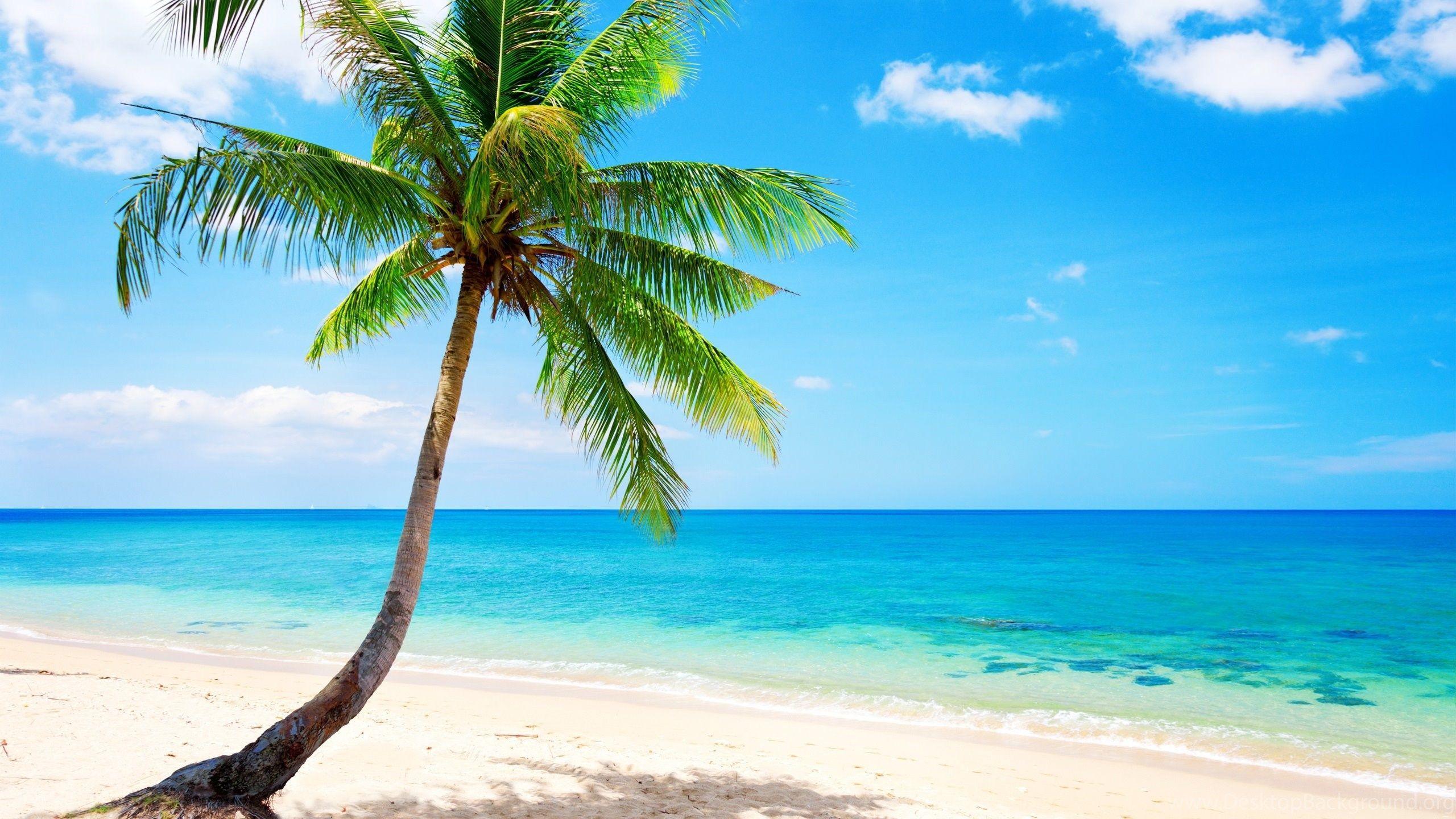 2560x1440 Lonely Palm Tree, Tropical, Beach, Coast, Sea Wallpaper. Desktop Background