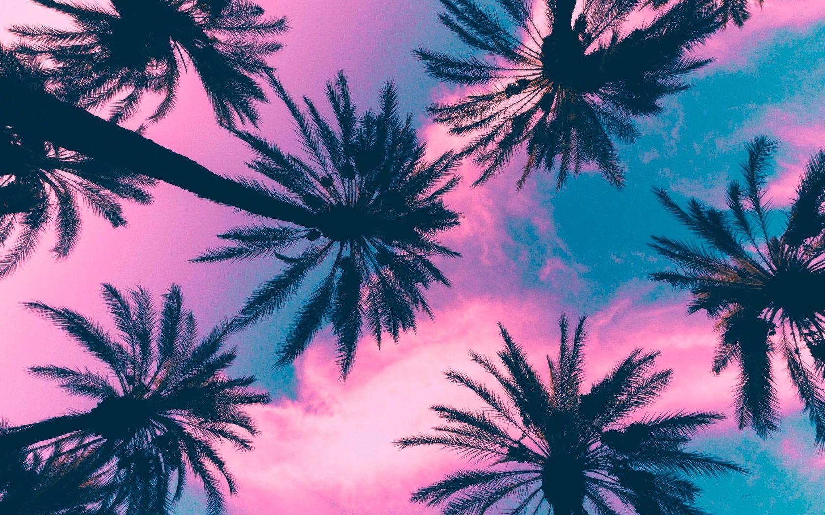 1680x1050 Coconut plant, palm trees, sky, clouds, pink, tropical climate wallpaper • Wallpaper For You The Best Wallpaper For Desktop & Mobile • Nature Wallpaper