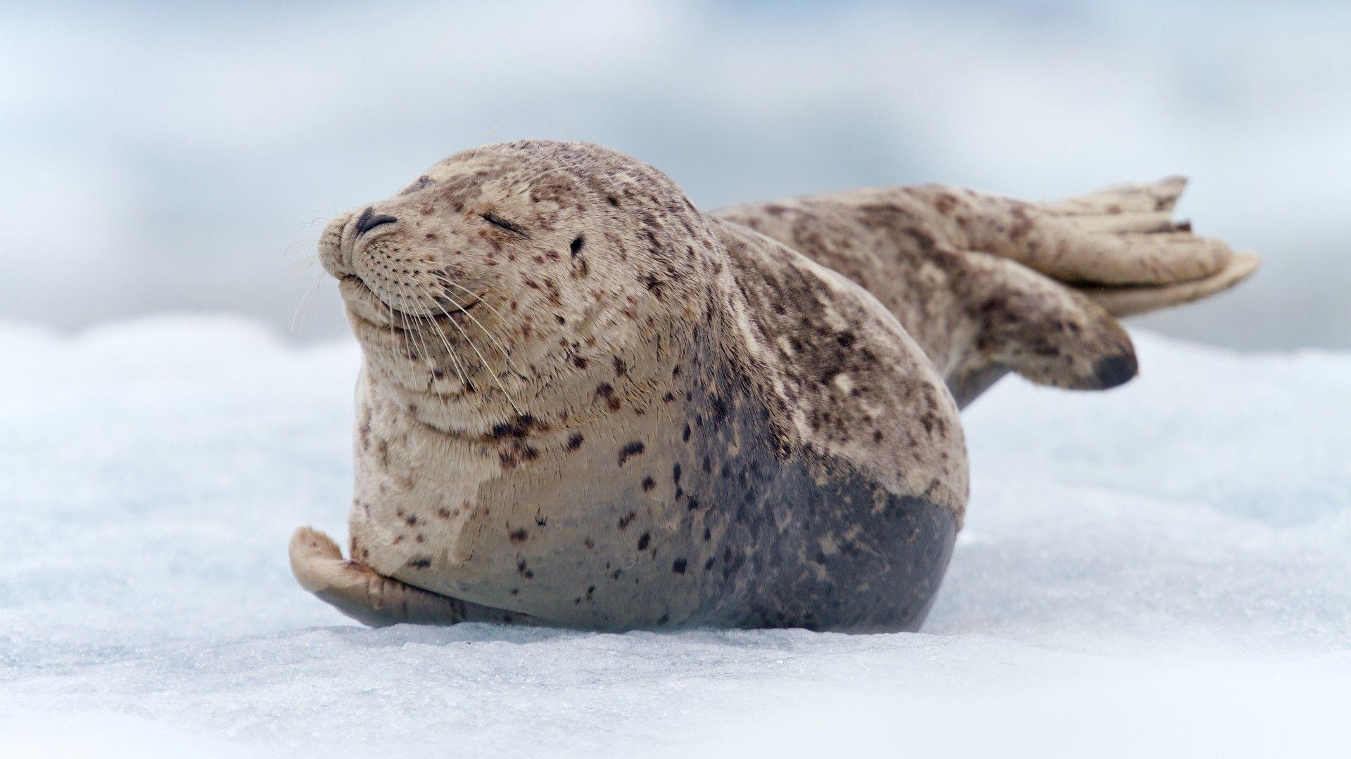 Funny Seal Wallpapers - Top Free Funny Seal Backgrounds - WallpaperAccess