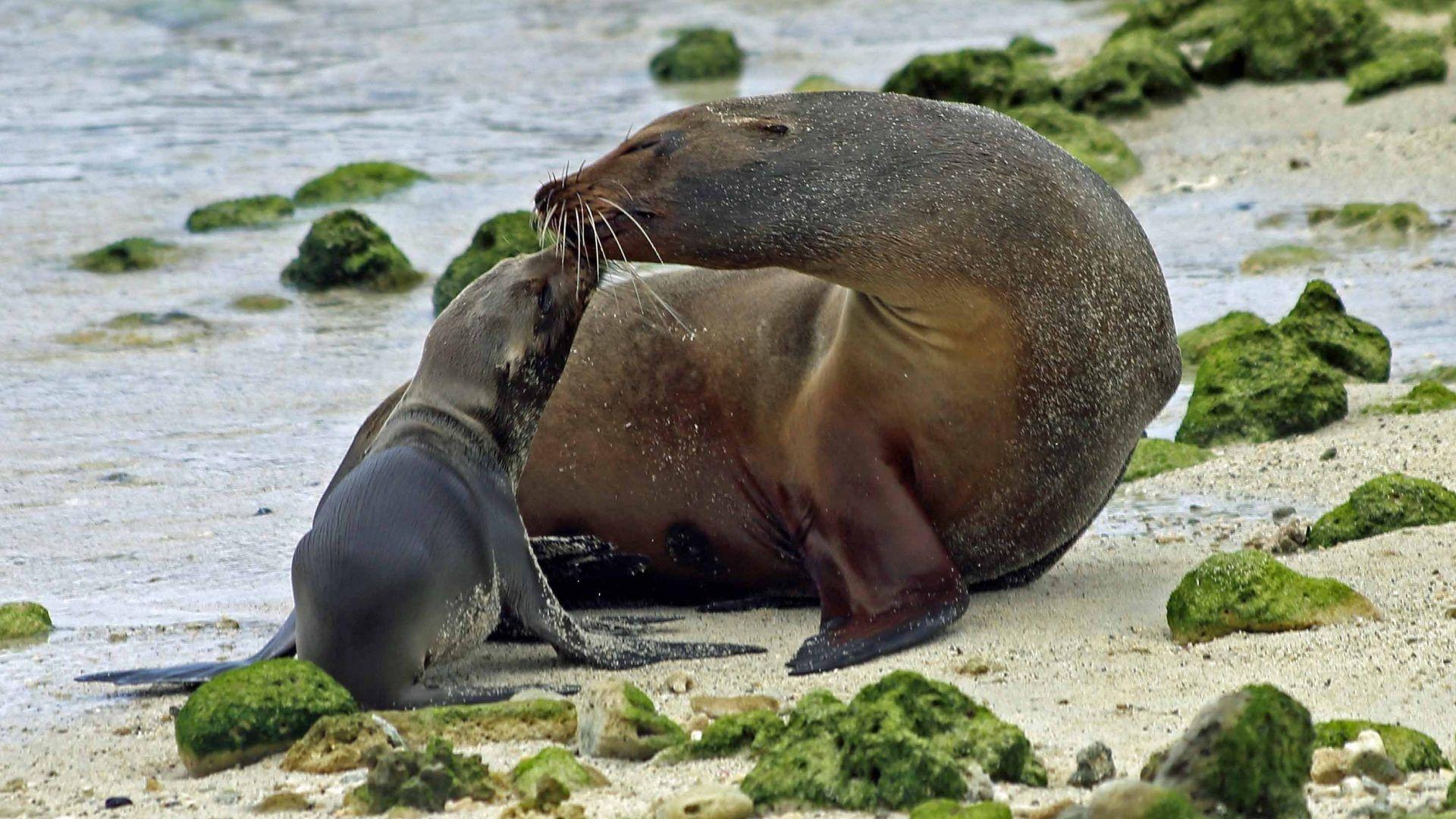 Funny Seal Wallpapers - Top Free Funny Seal Backgrounds - WallpaperAccess
