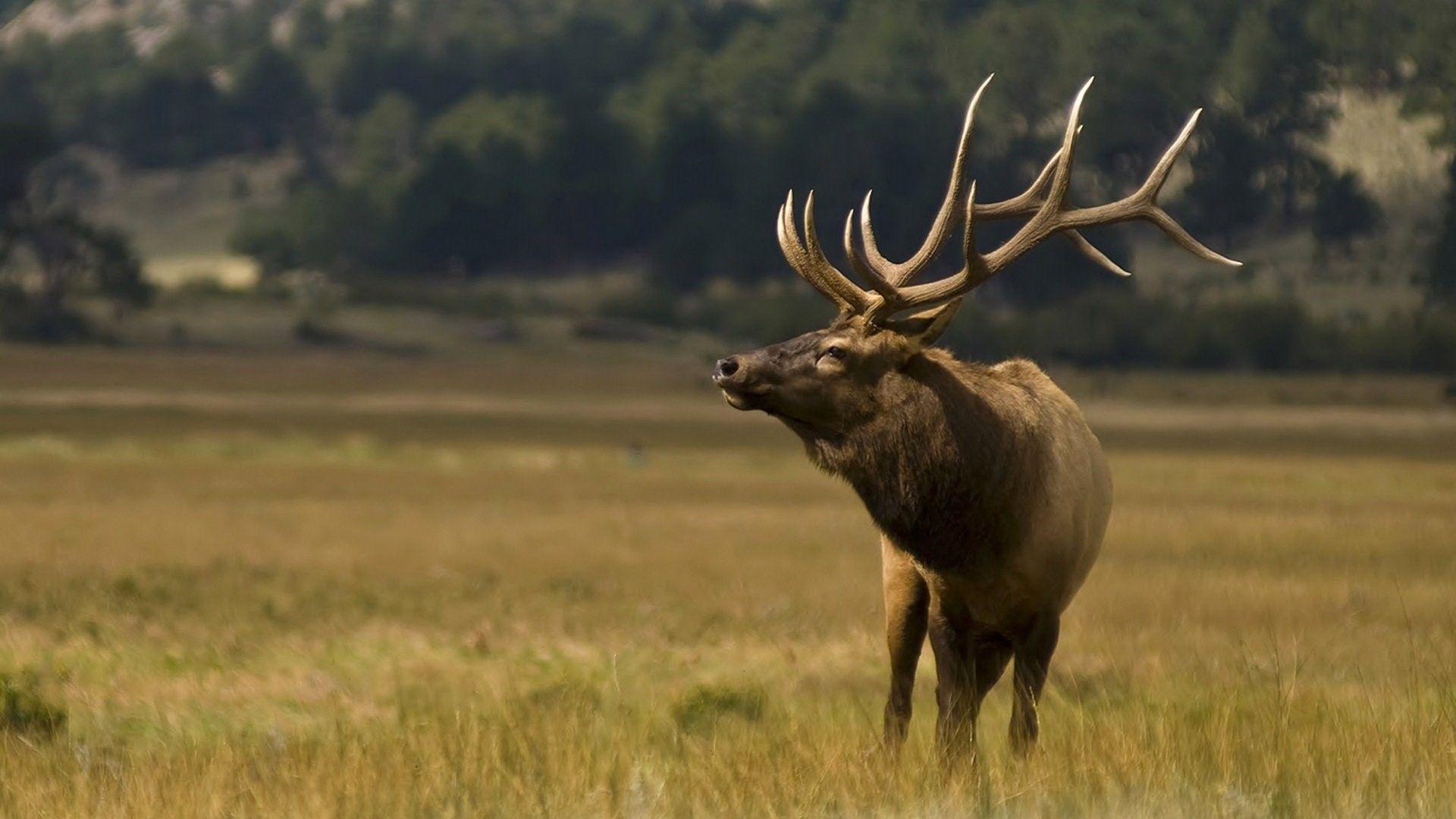 1920x1080 National Geographic Wallpaper: 24 Image, Animals Category