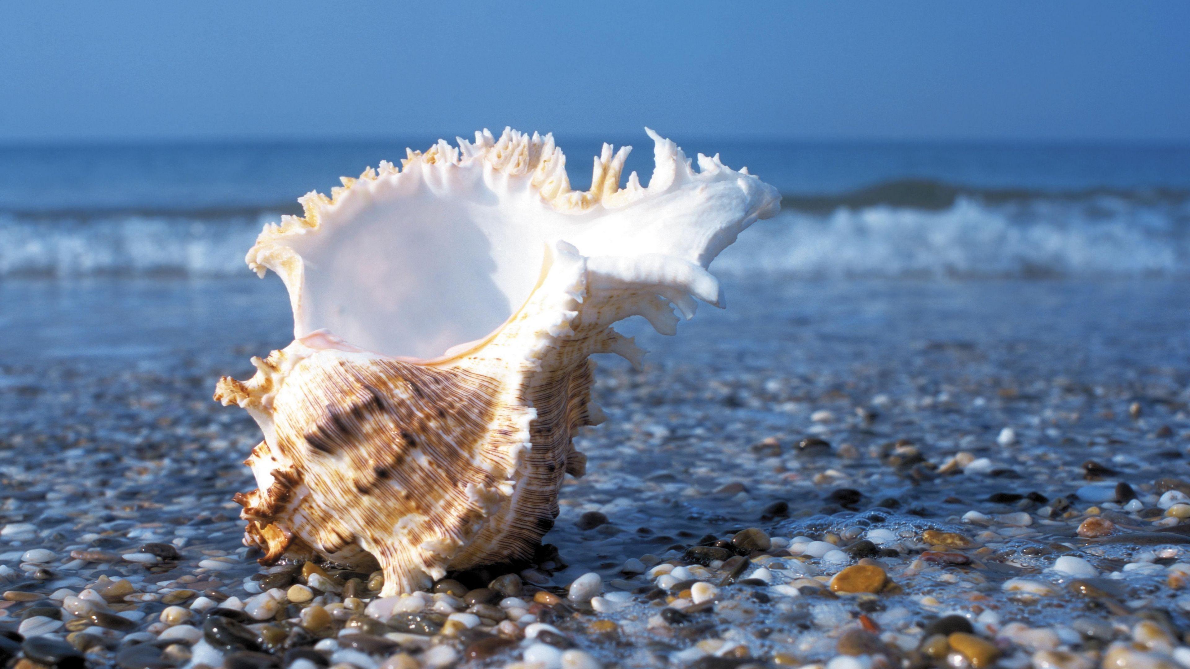 3840x2160 Shell On Beach Wallpaper 4K. HD Wallpaper Background