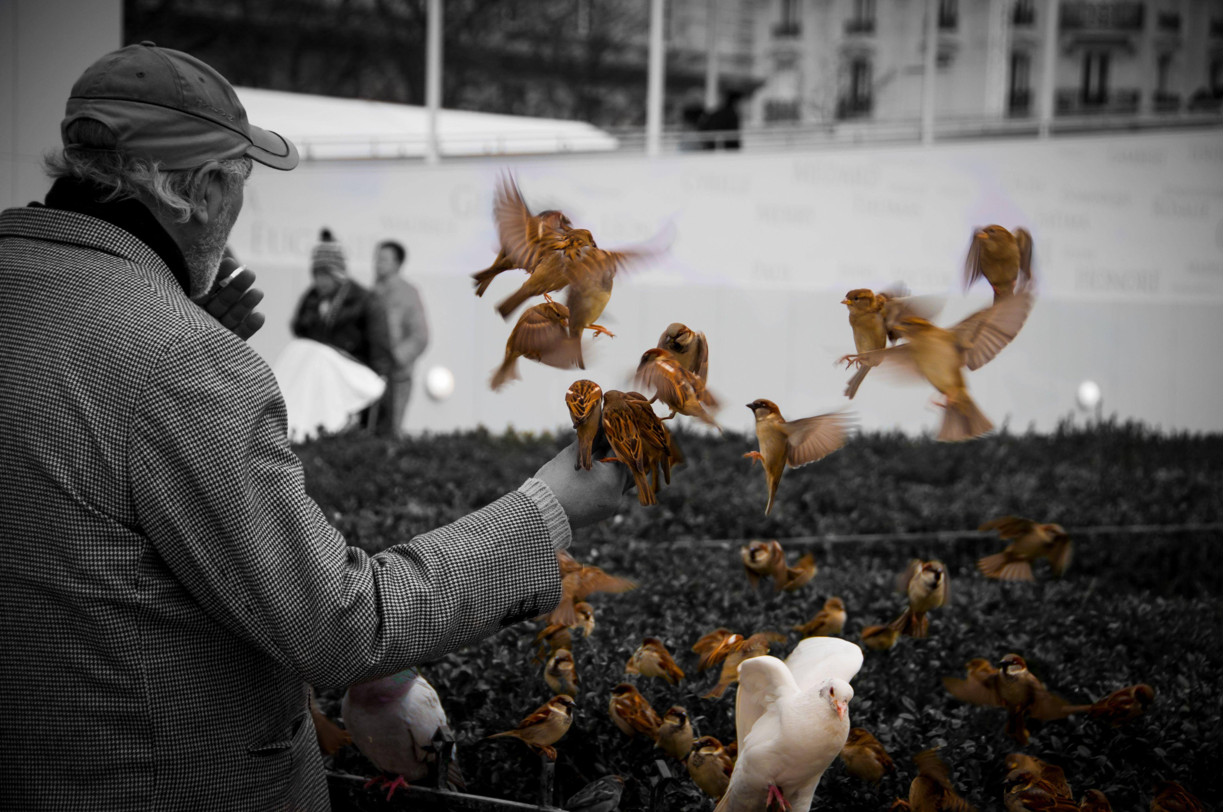 4288x2848 Paris France Bird Animal Cute Street Life Colors Swap Black White Earth Vintage Europe French Wallpaper:4288x2848