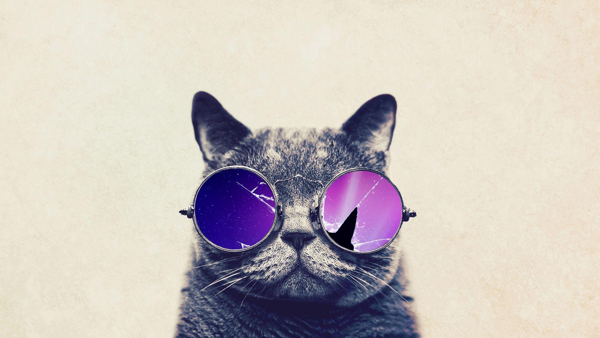 1920x1080 Funny Cat With Big Glasses HD Wallpaperx1080