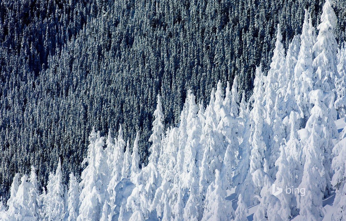 1332x850 Wallpaper winter, forest, snow, spruce, slope, Canada, British Columbia, Mountain Whistler image for desktop, section природа