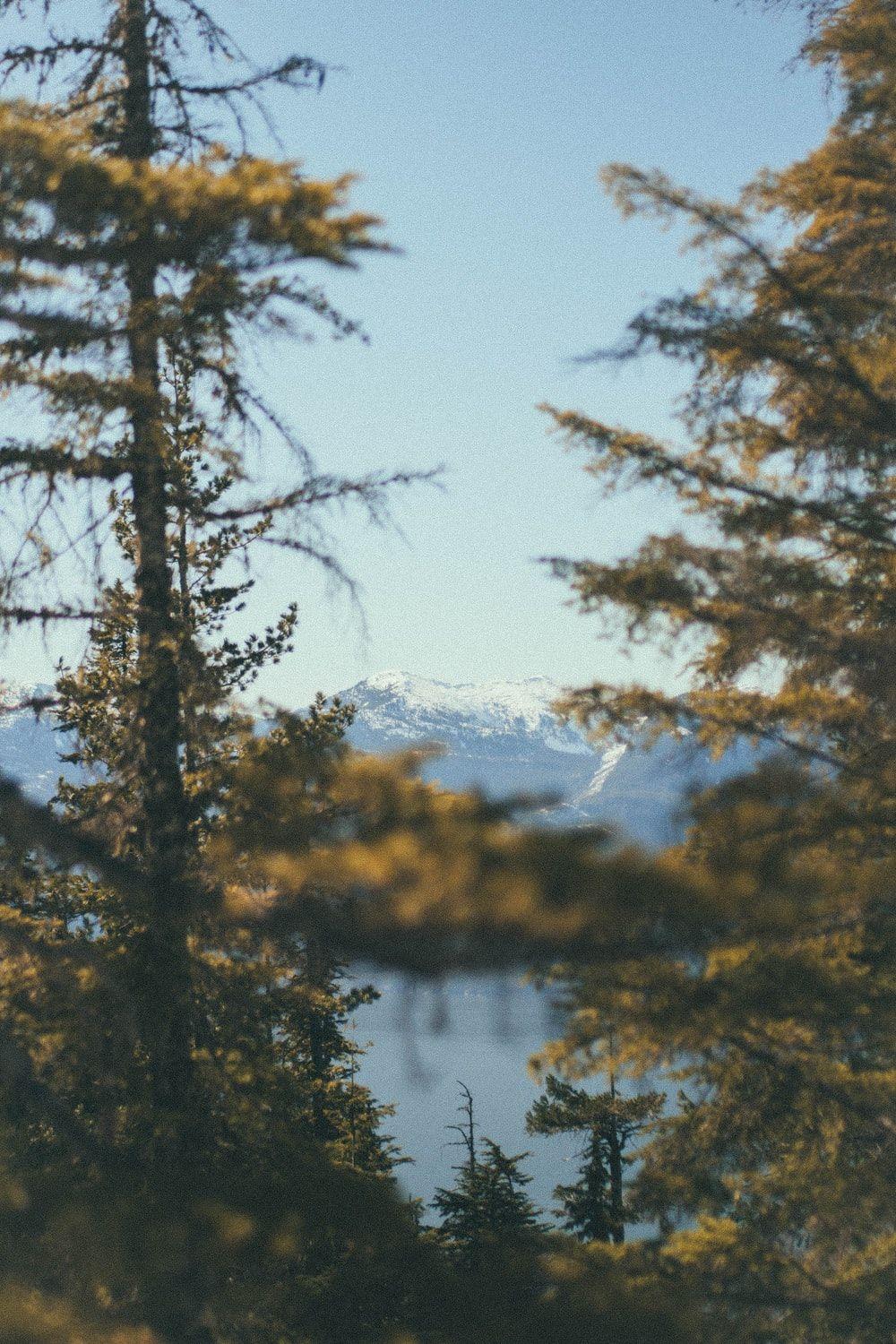 1000x1500 Whistler Picture [HD]. Download Free Image