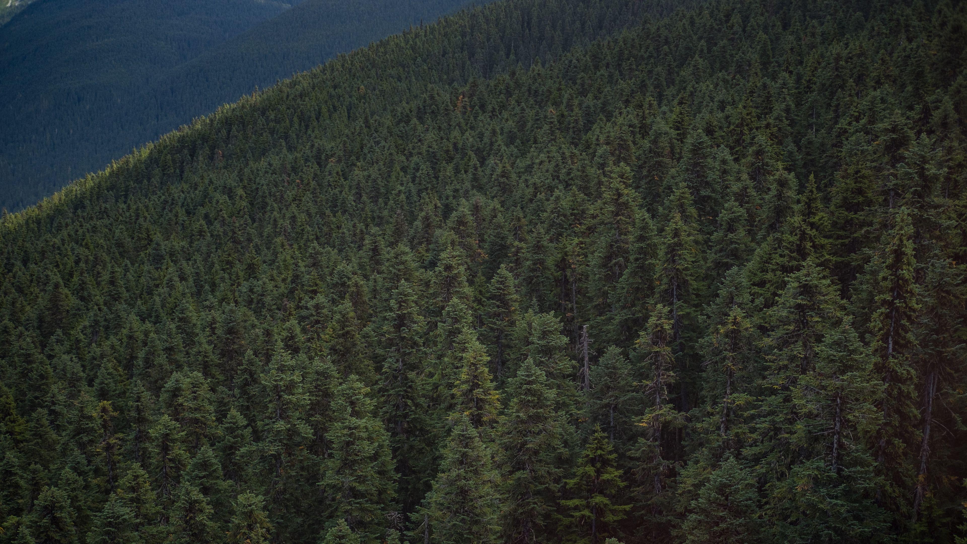 3840x2160 forest, hill, whistler, canada 4k whistler, hill, Forest. Landscape wallpaper, Forest hill, Nature wallpaper