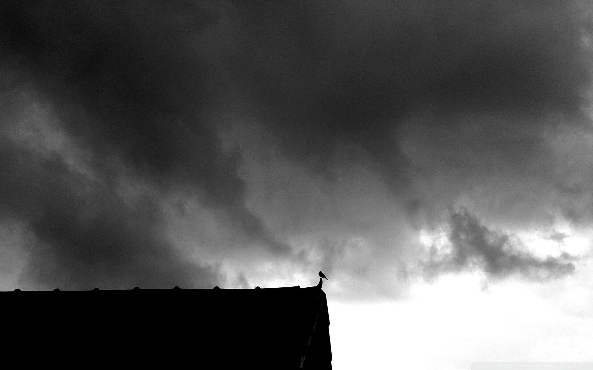 1920x1200 Lonely Bird in the Rainy Sky Ultra HD Desktop Background Wallpaper for 4K UHD TV : Tablet