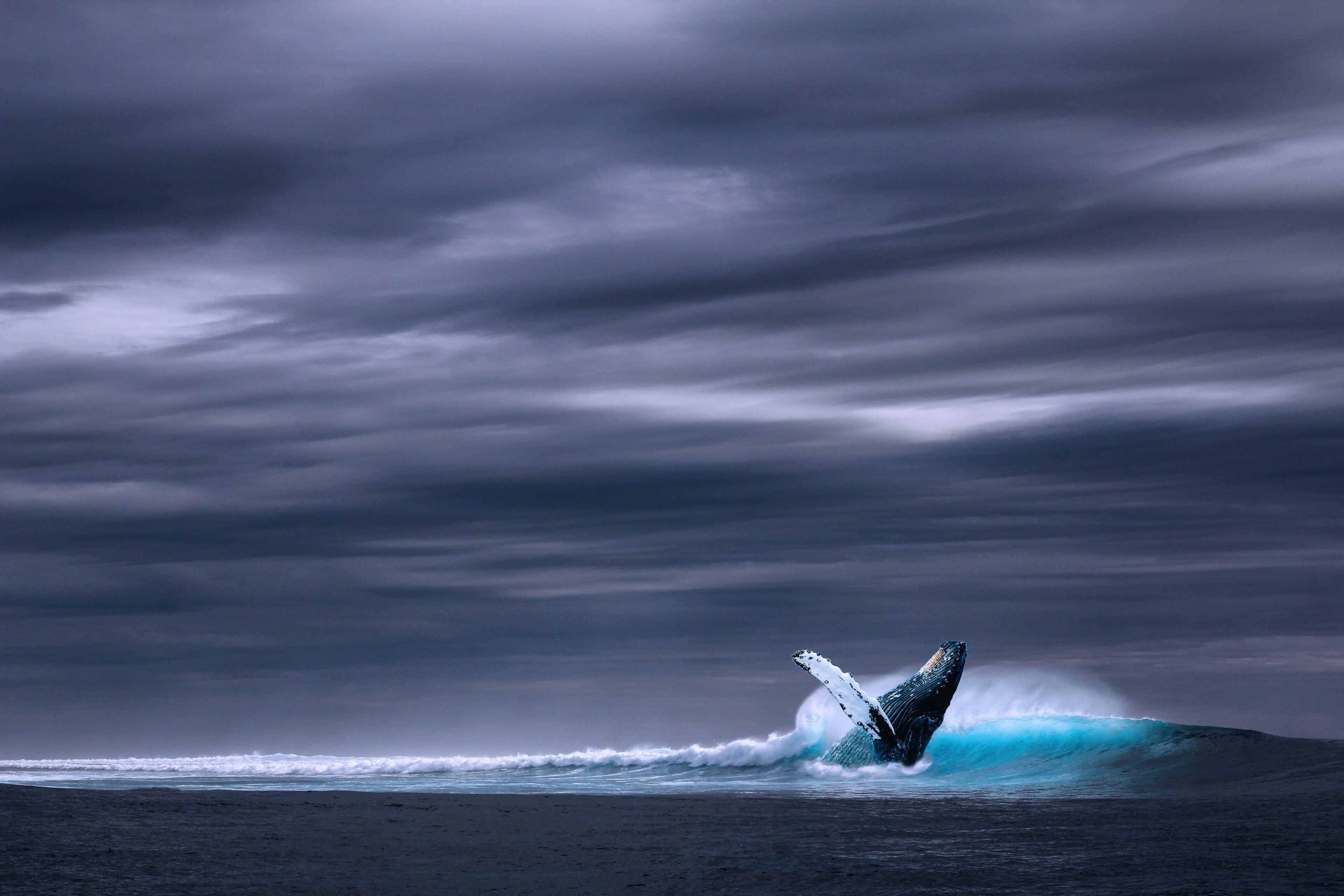 3840x2560 Wallpaper / ocean sea wave whale rainy side sky cover 4k wallpaper