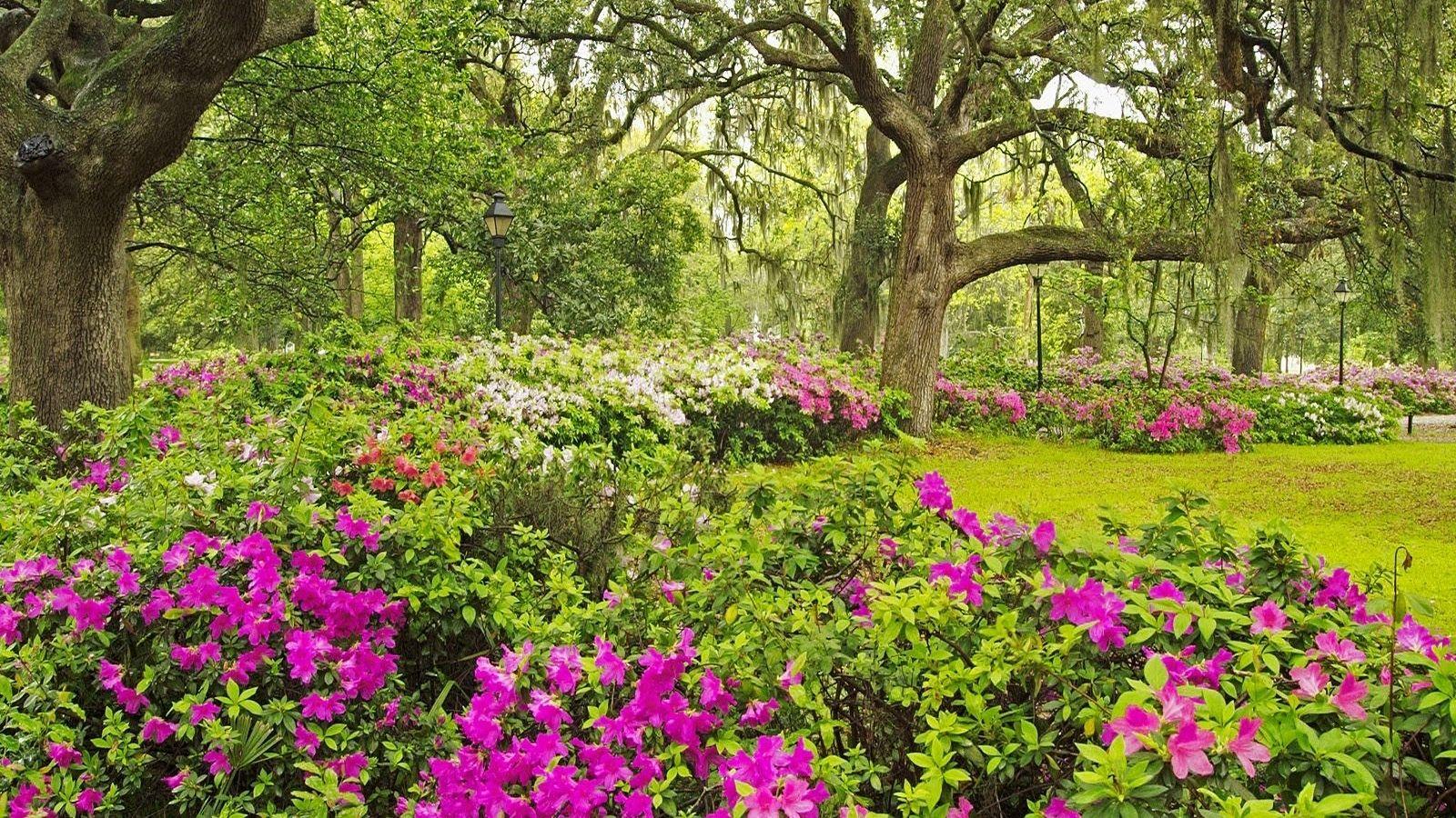 1600x900 Free download 49 Korea Wallpaper Spring in korea Computer Wallpaper [1600x1200] for your Desktop, Mobile & Tablet. Explore Spring Garden Wallpaper Desktop. Spring Flower Gardens Wallpaper