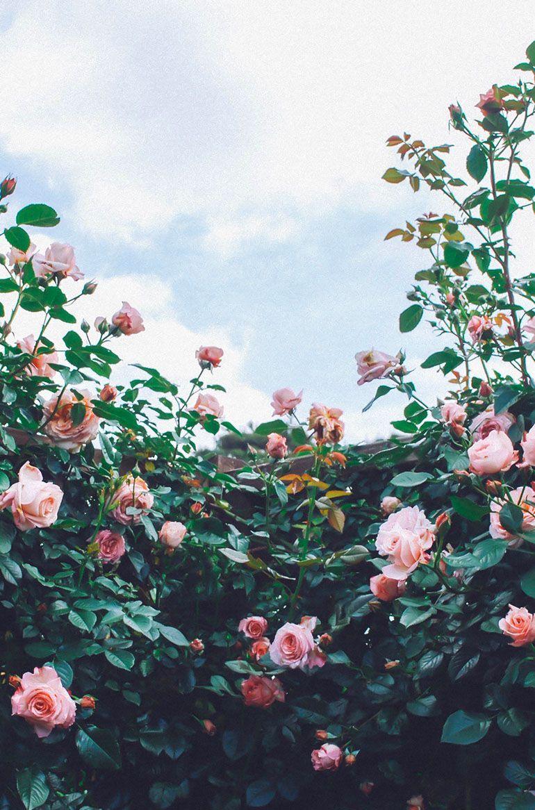 770x1166 Gokseong Rose Festival: There's a Massive Garden in the Middle of Korea. Nature background, Nature photo, Nature