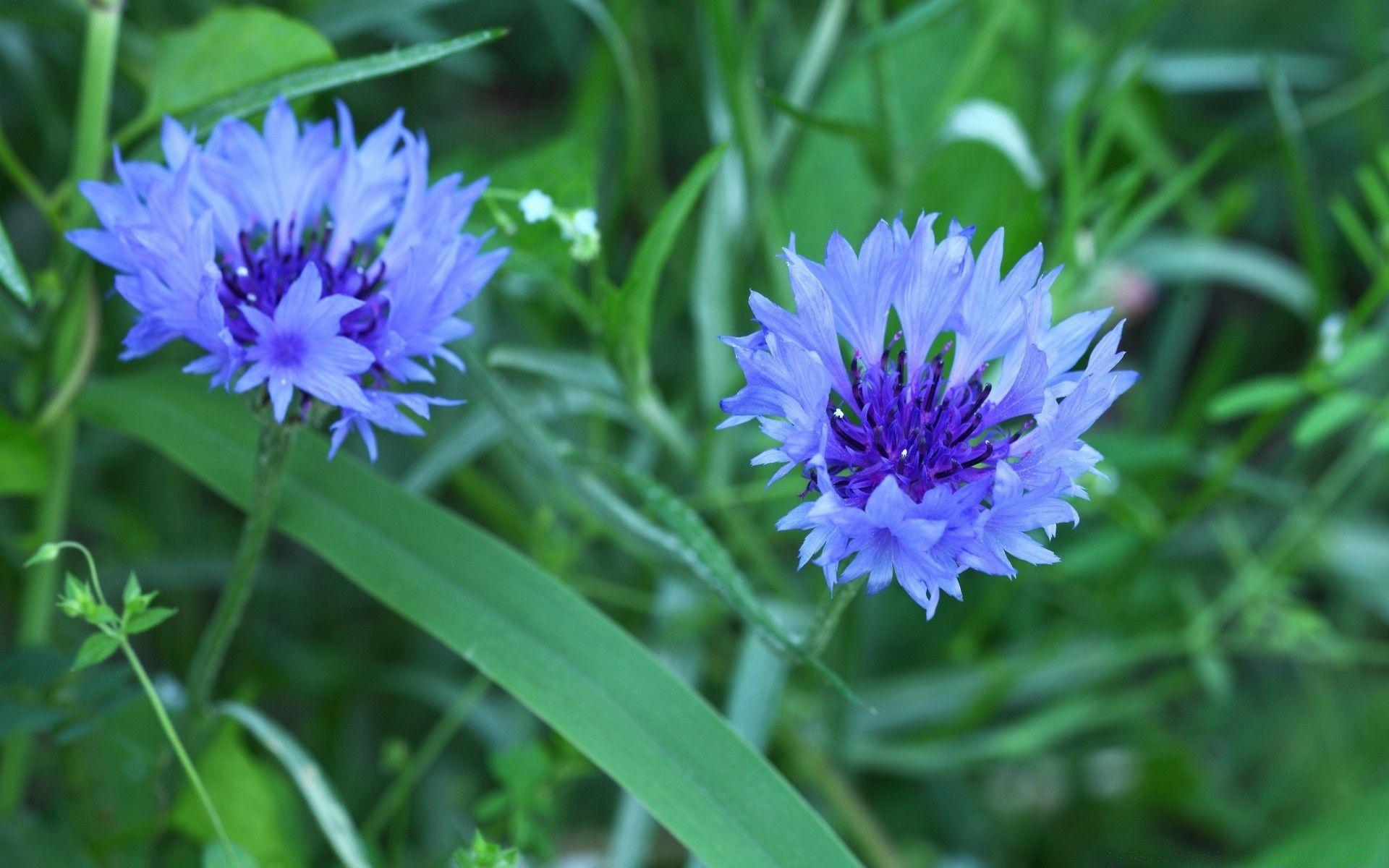 1920x1200 Korean Wildflowers