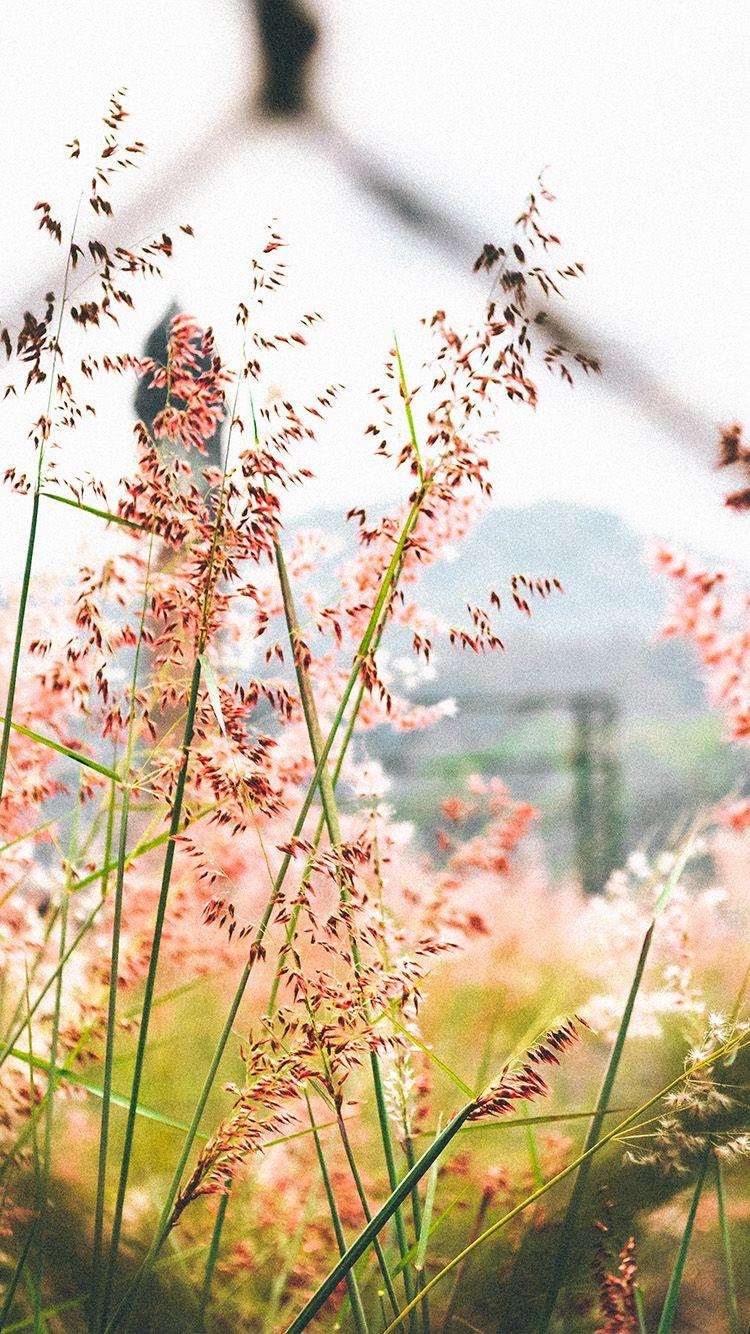 750x1334 iPhone Wallpaper Nature Flowers