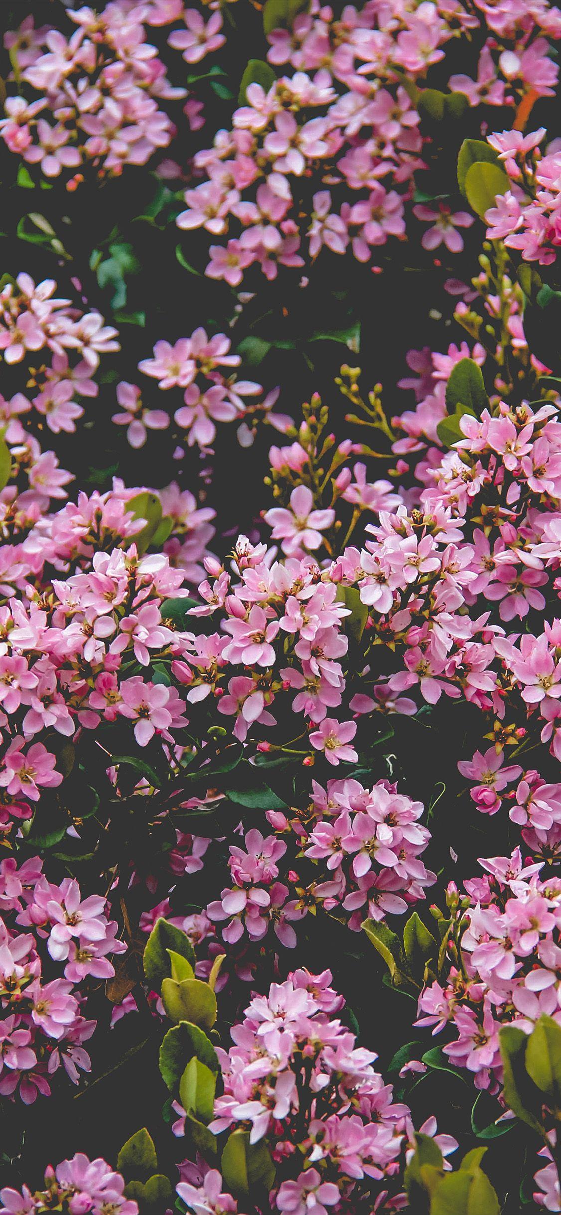1125x2436 iPhone wallpaper. flower pink spring happy nature