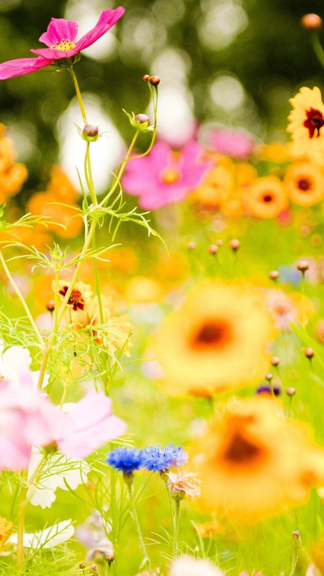 1080x1920 Flower Picture iPhone 6 Plus Wallpaper 17025 iPhone 6 Plus Wallpaper. Wallpaper nature flowers, Love flowers, Flowers