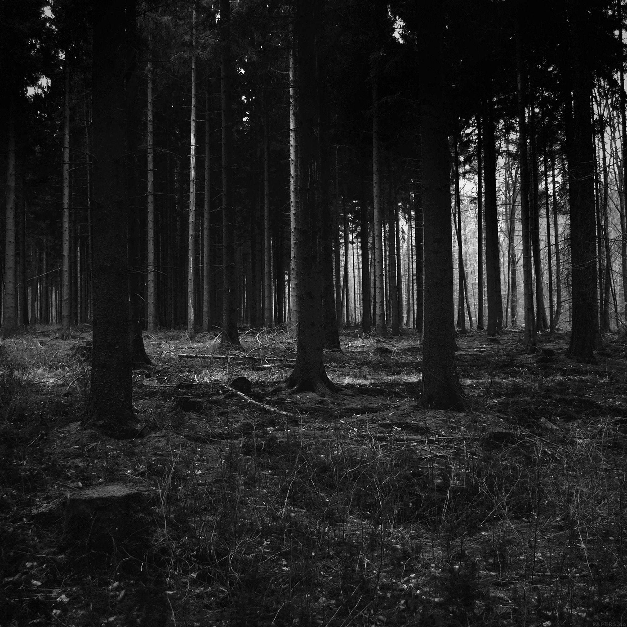 2048x2048 Forest Dark Scary Night Trees Nature