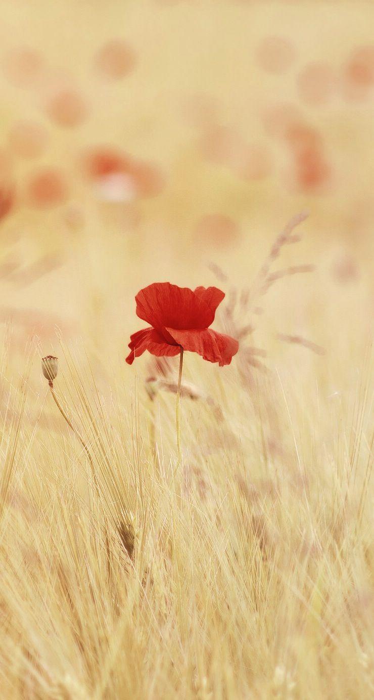 740x1384 iPhone 5 Wallpaper Nature Flower Colorful Paparouna HD Wallpaper Nature Flowers, Download Wallpaper