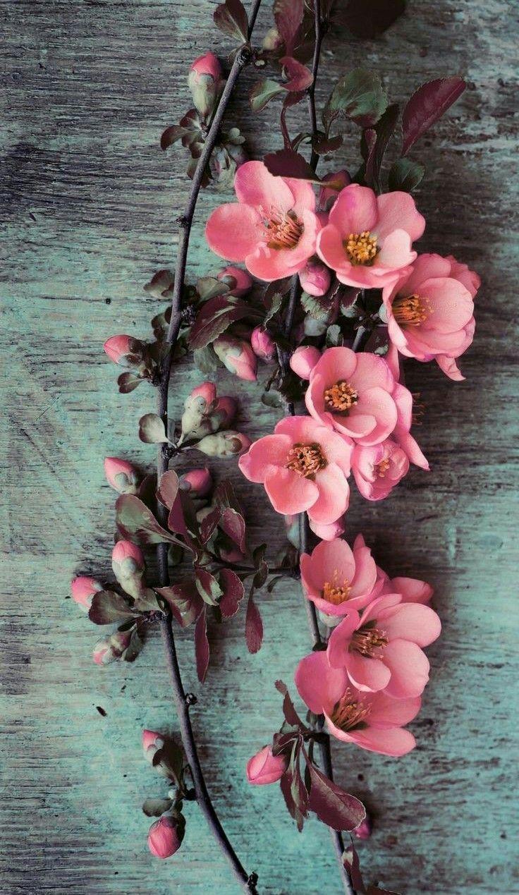 736x1269 Flowers. Floral wallpaper iphone, Wallpaper nature flowers, Floral wallpaper