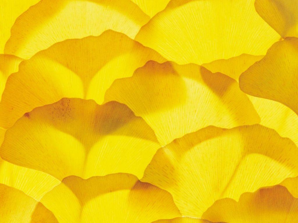 1024x768 Ginkgo Biloba Leaves wallpaper. Leaf .com