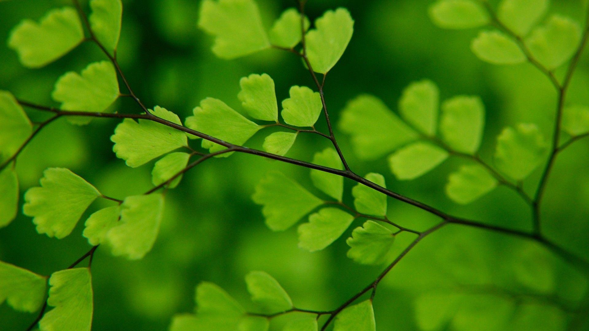 Ginkgo Wallpapers - Top Free Ginkgo Backgrounds - WallpaperAccess